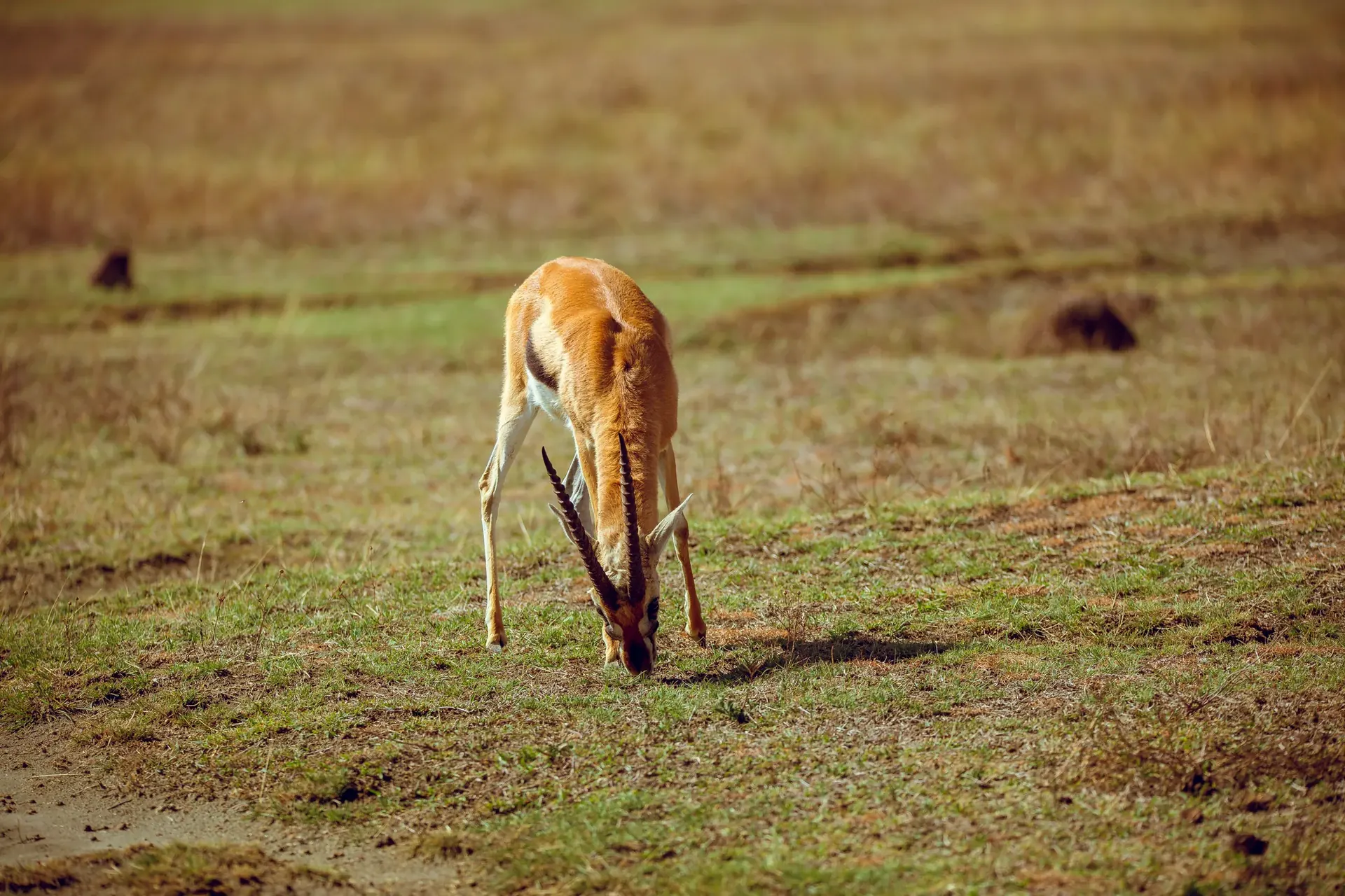 Guided Walking Safari + Relaxed Afternoon scenery