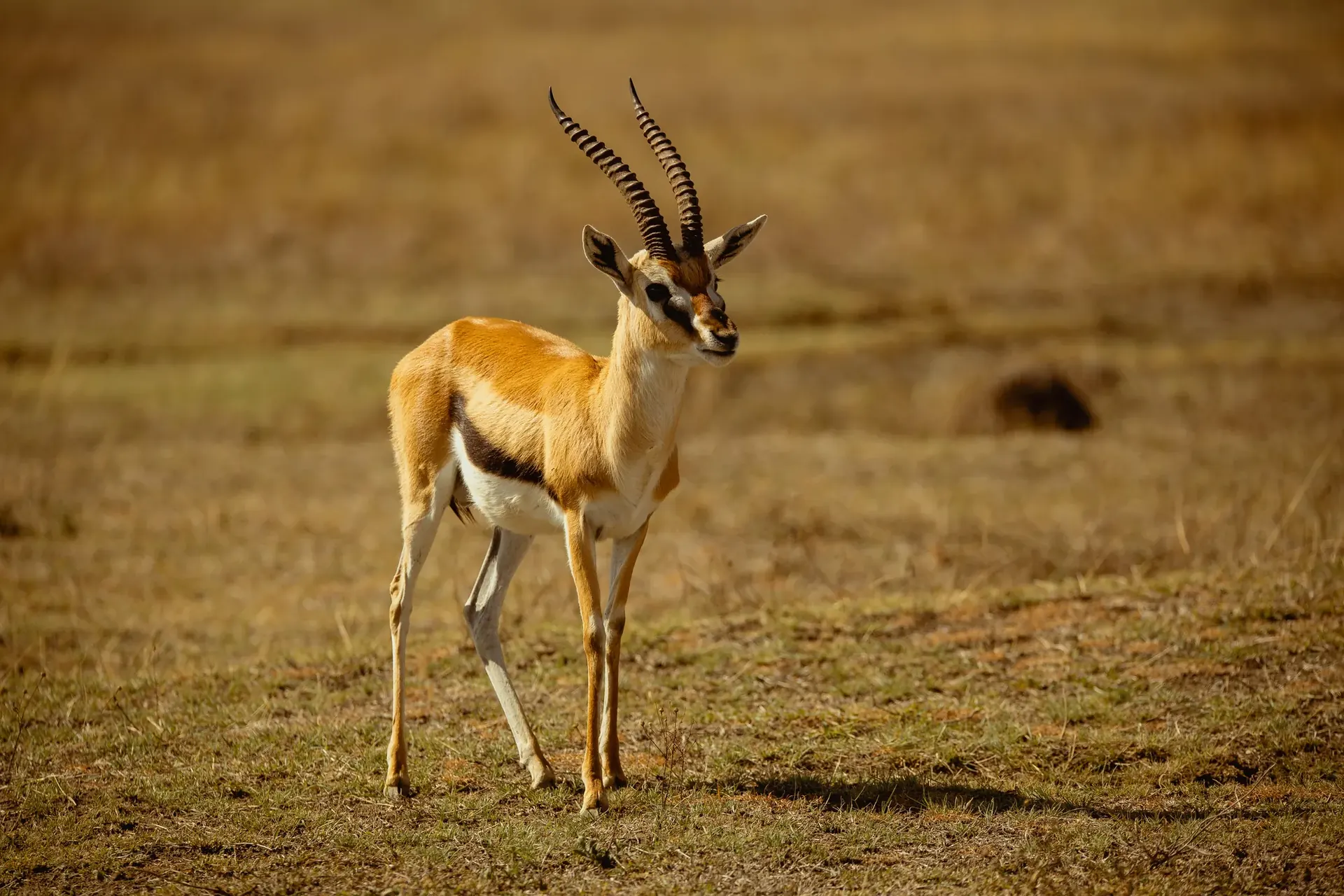 Tarangire and Manyara