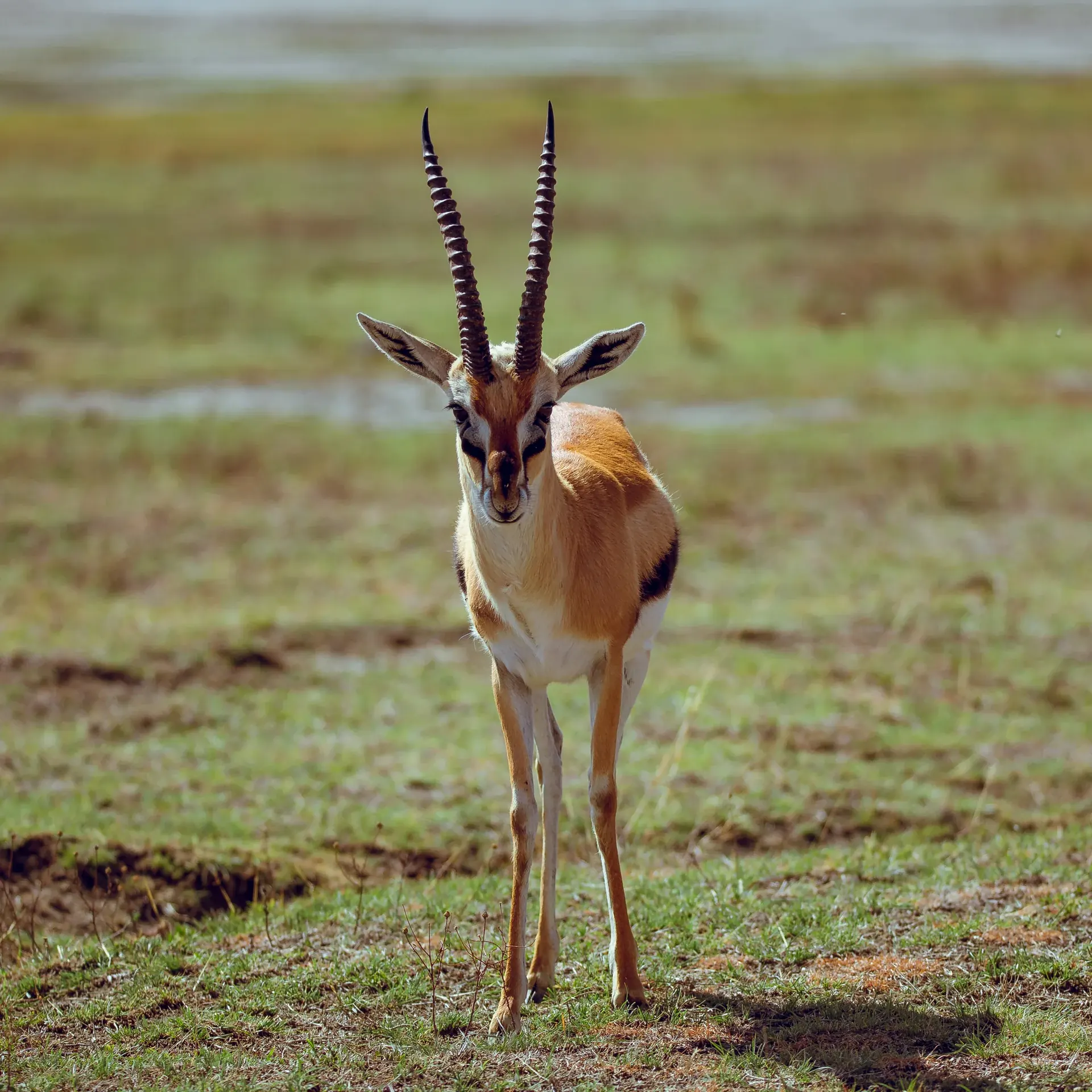 Full Day Game Drive in Ndutu experience