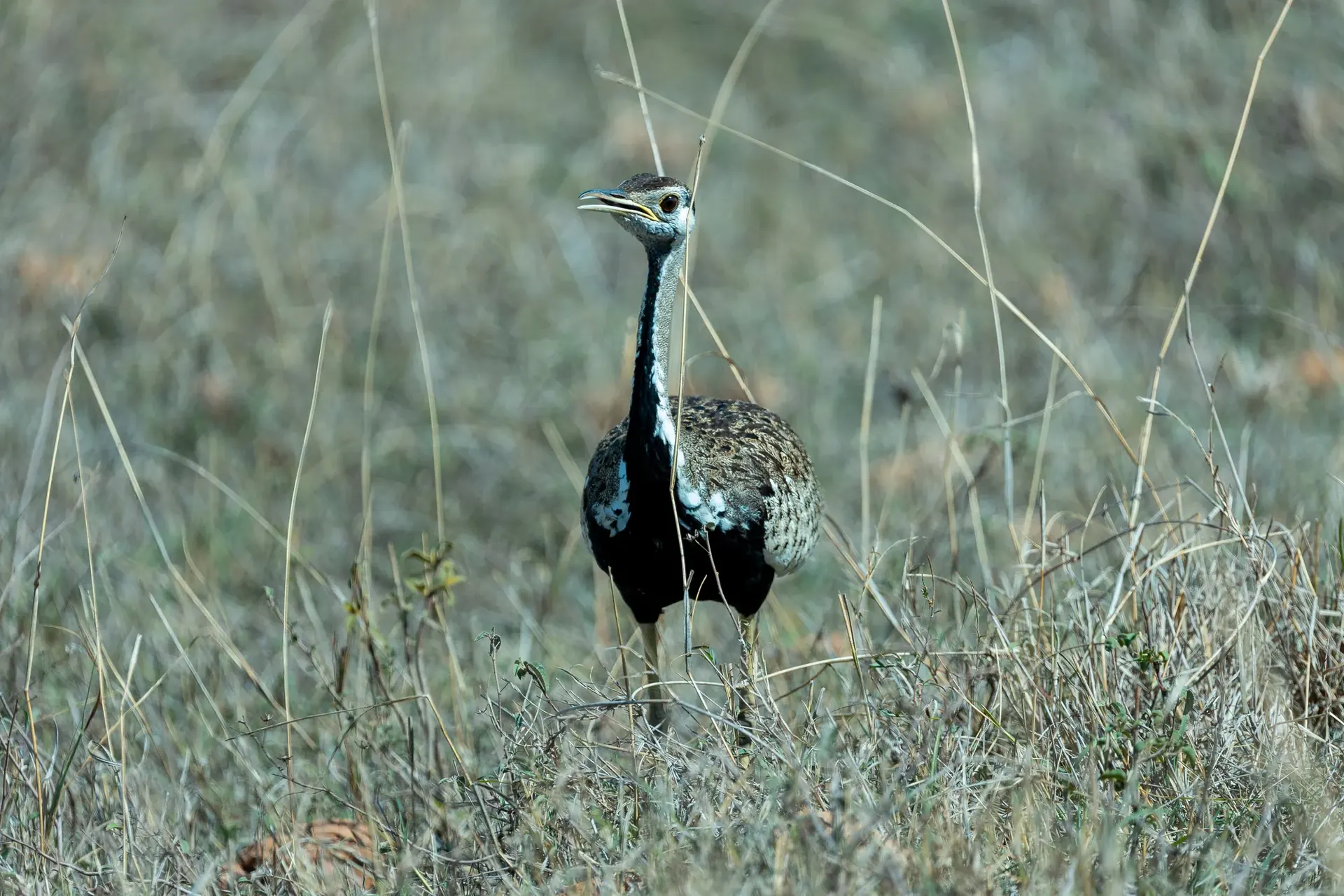 Lake Manyara