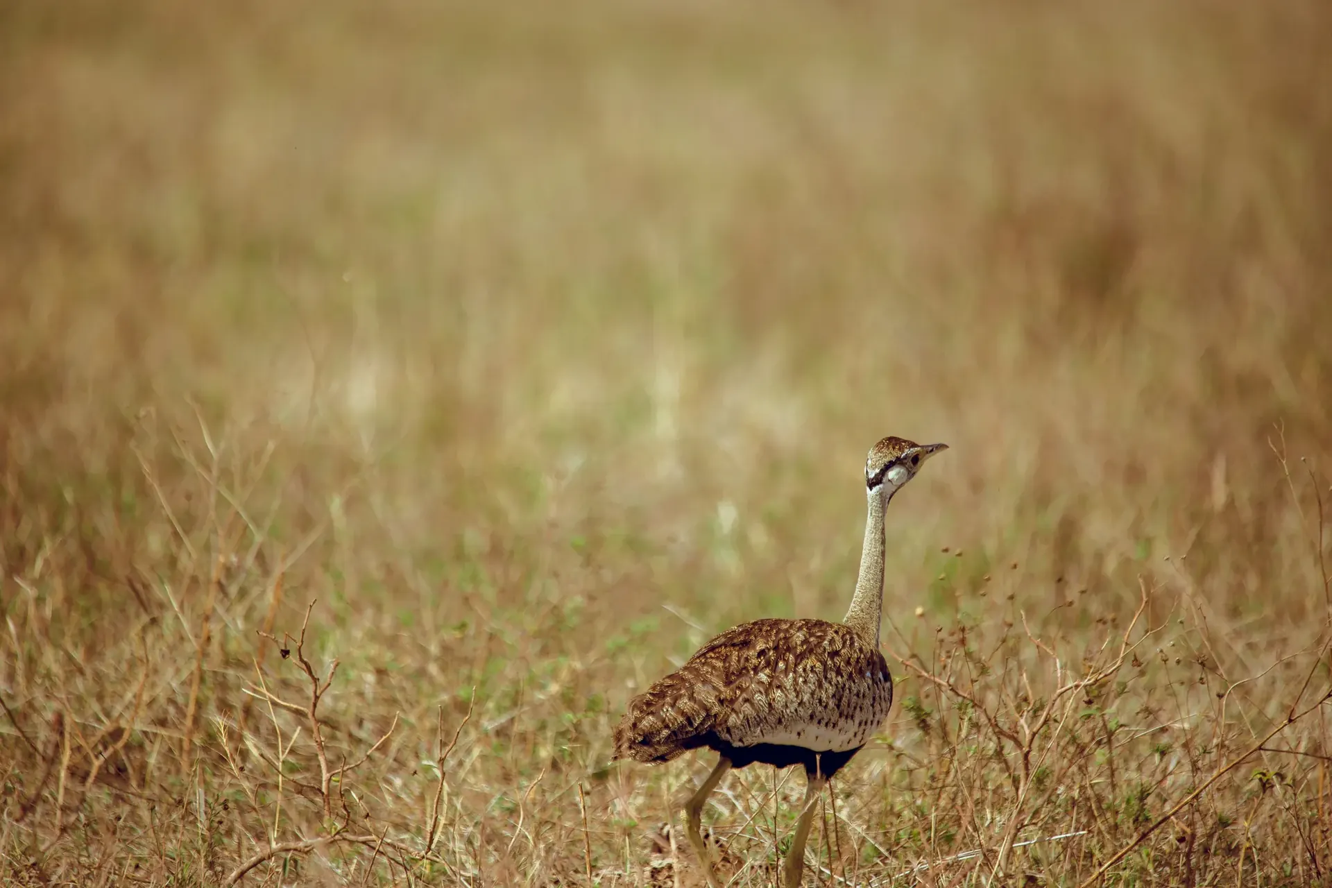 Morning Game Drive and Return to Arusha experience