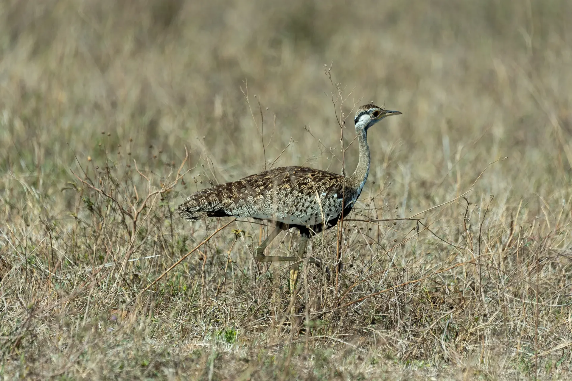 Morning Game Drive and Return to Arusha scenery