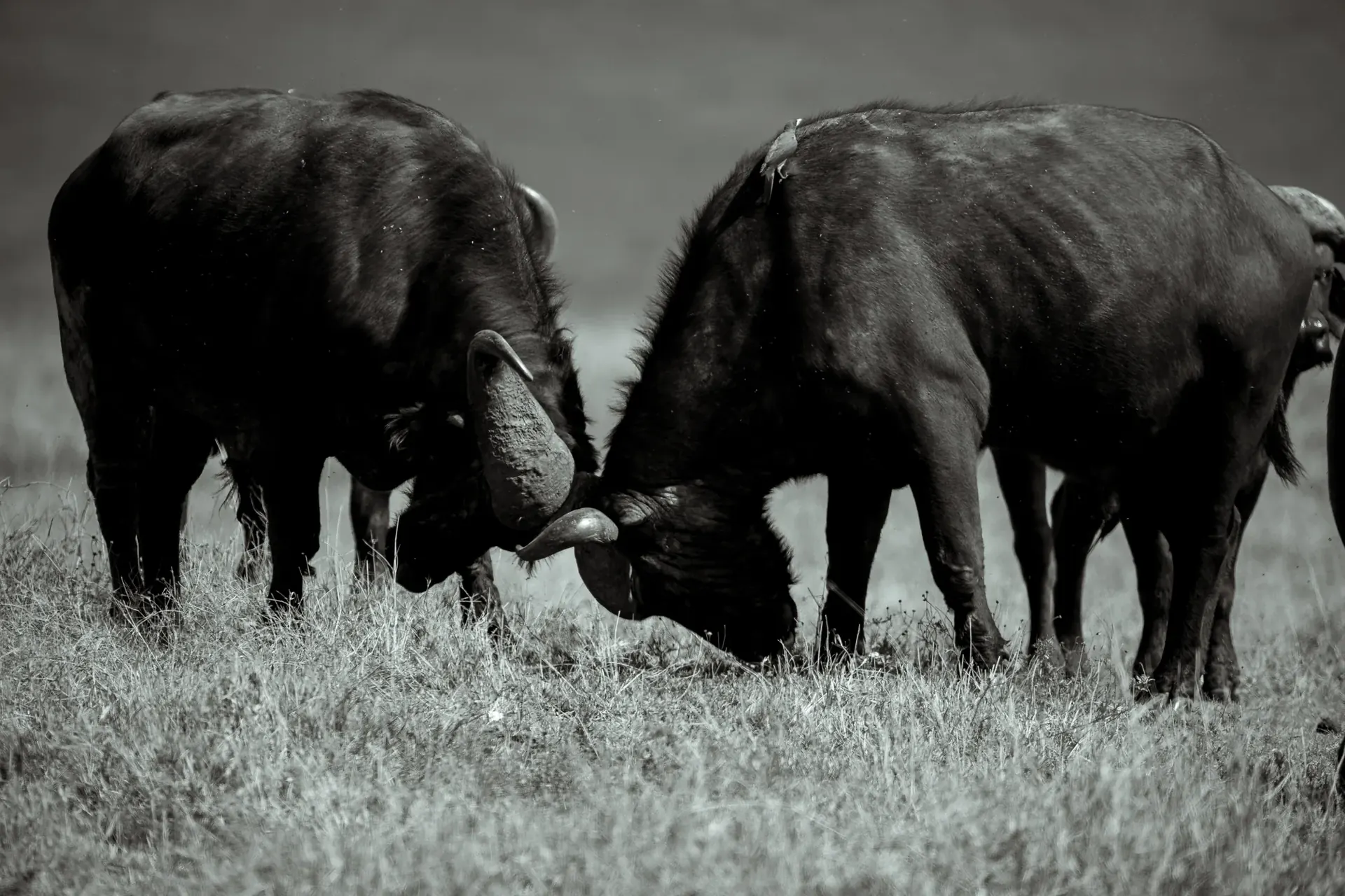 Serengeti Game Drive – Final Safari Moments experience