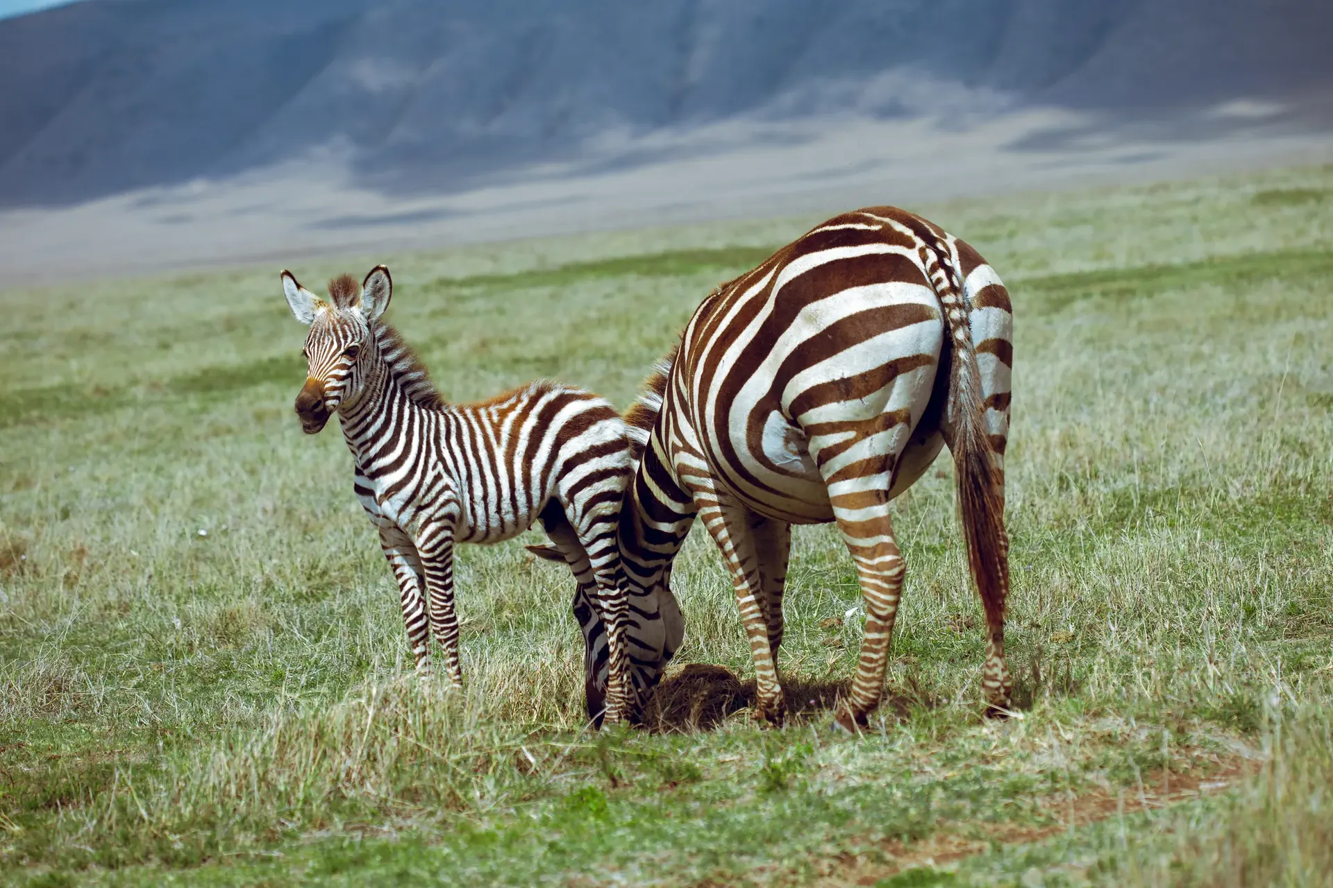 Full Day in Central Serengeti experience