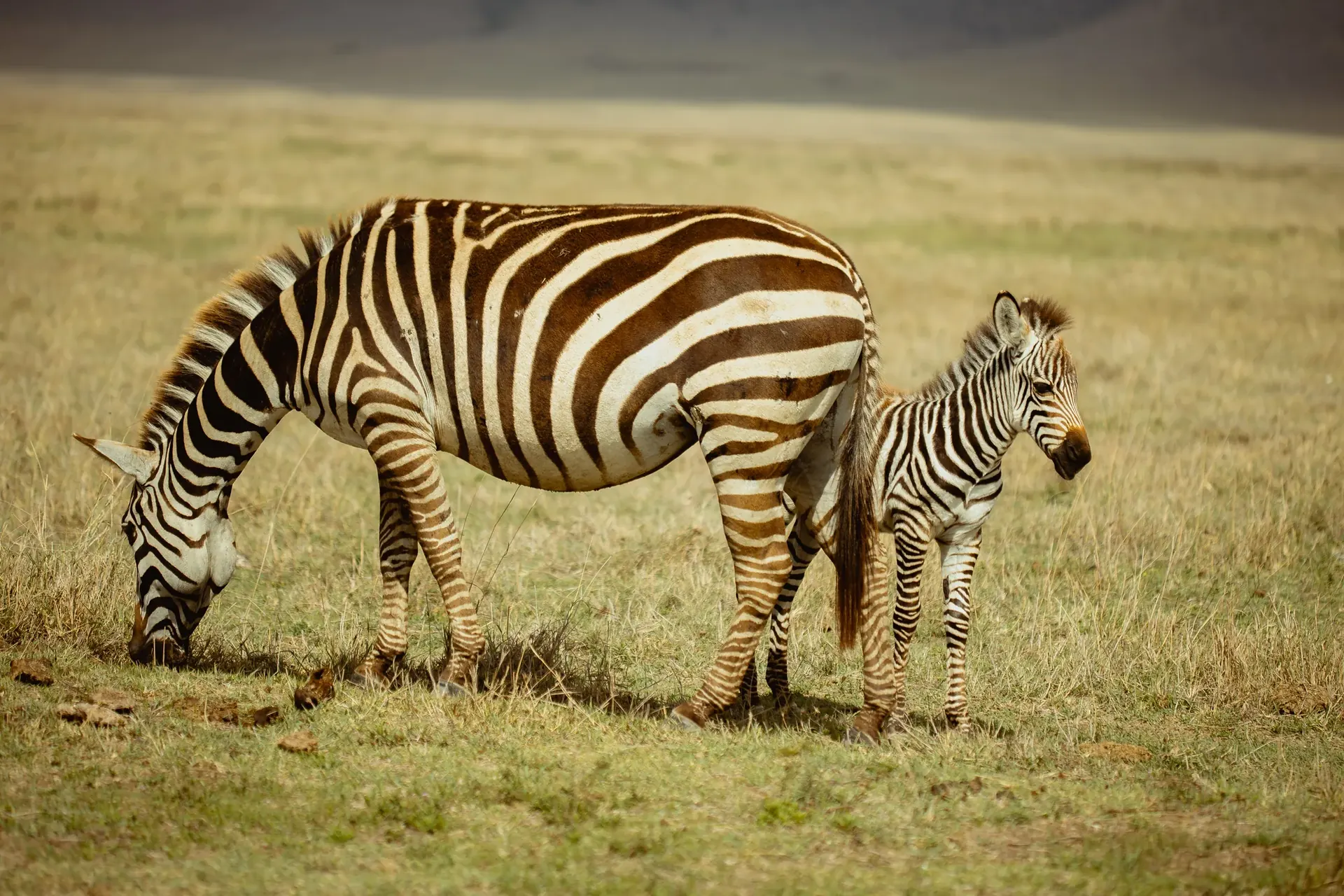 Full Day in Central Serengeti scenery