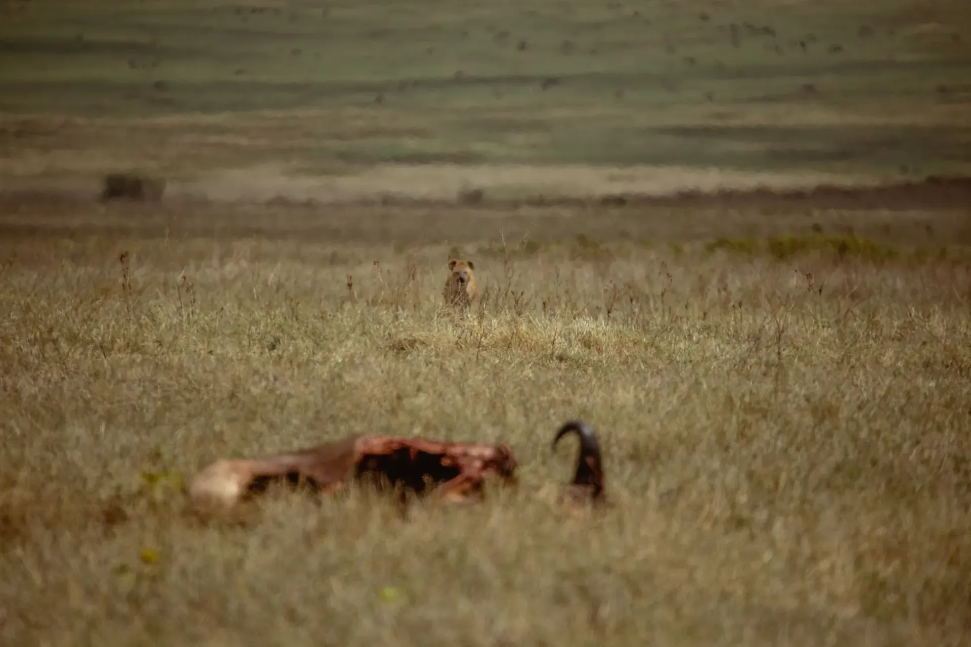 Serengeti – Ngorongoro Crater – Karatu scenery