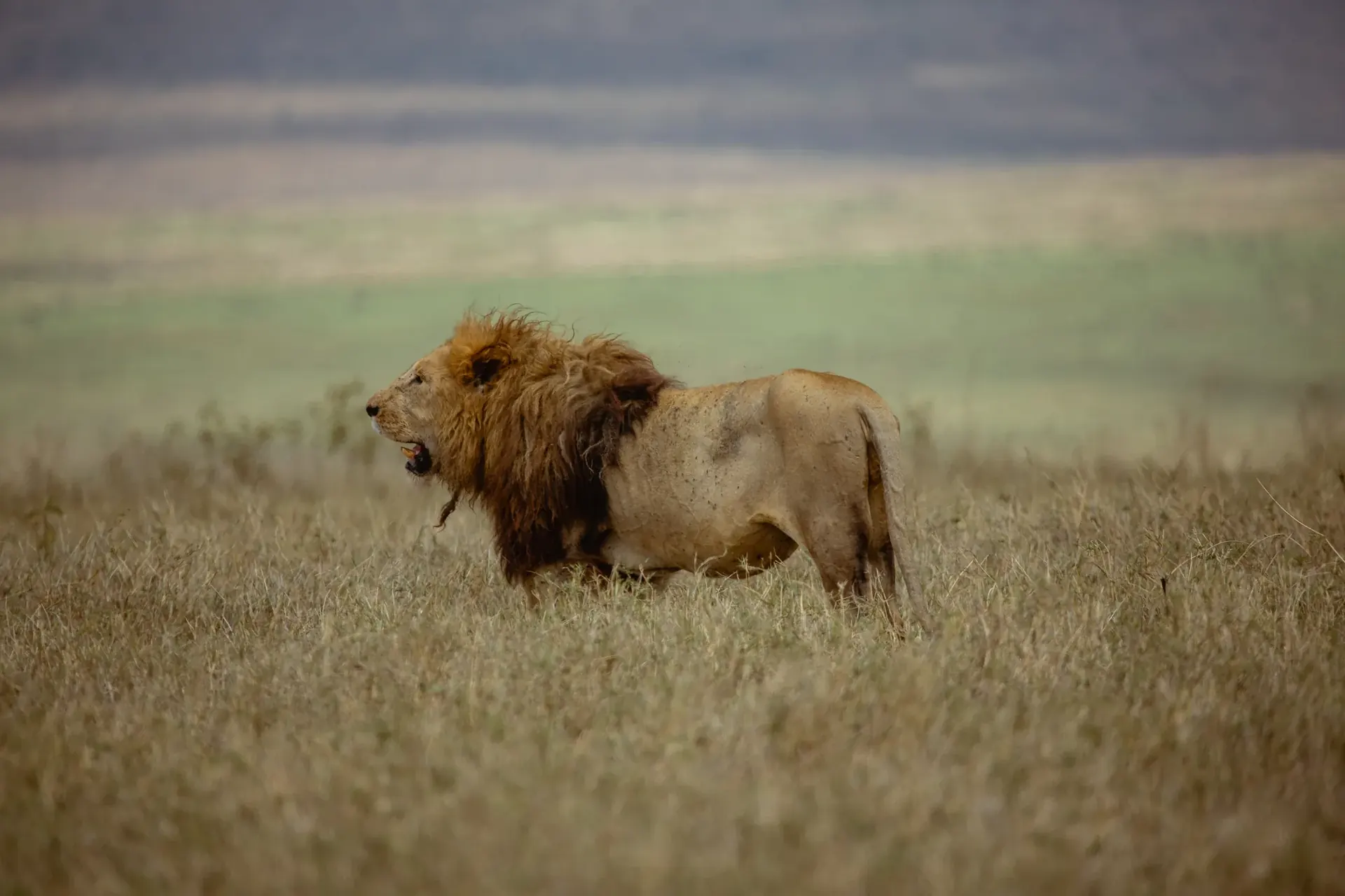 Ruaha National Park Game Drive experience