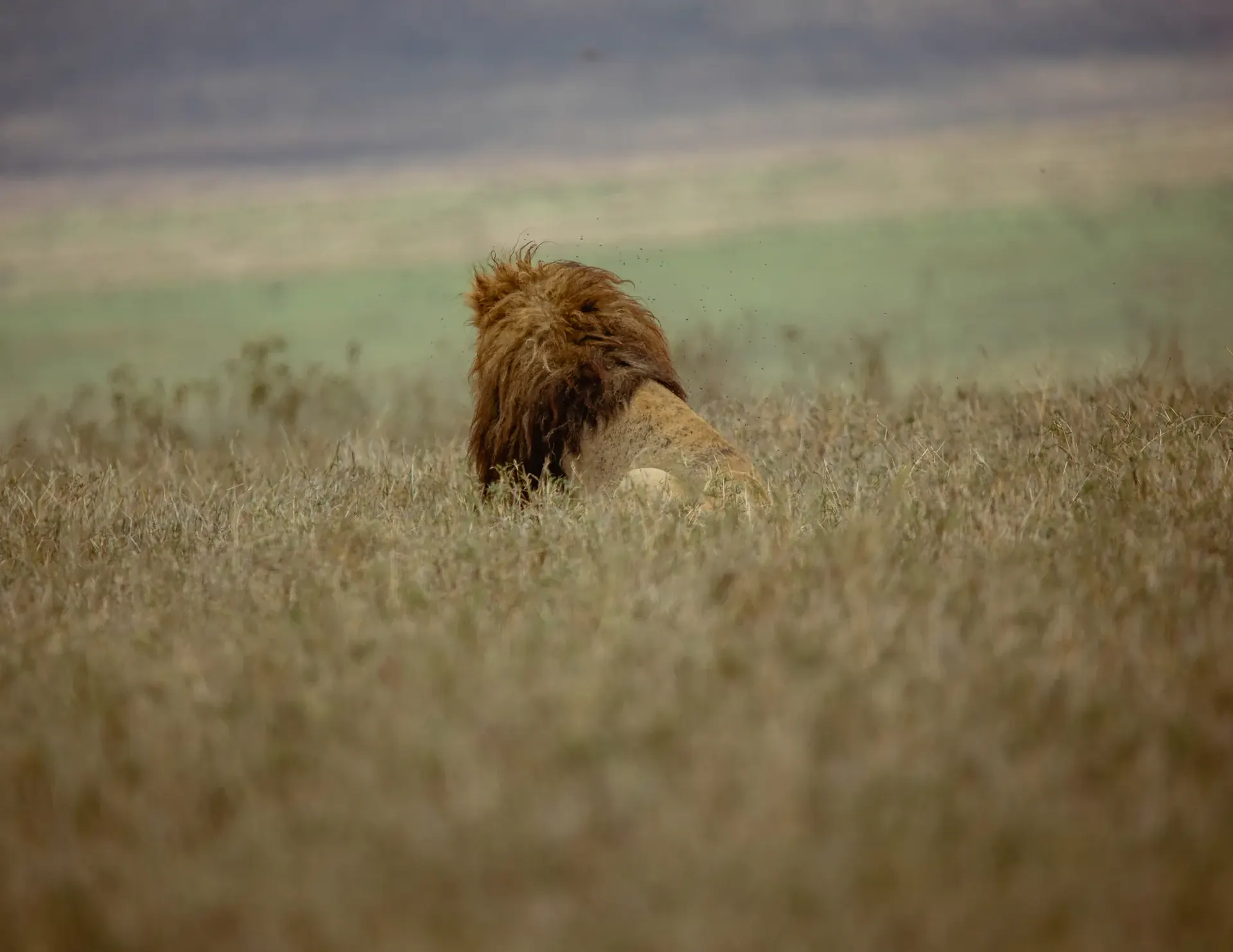 Ruaha National Park Game Drive scenery