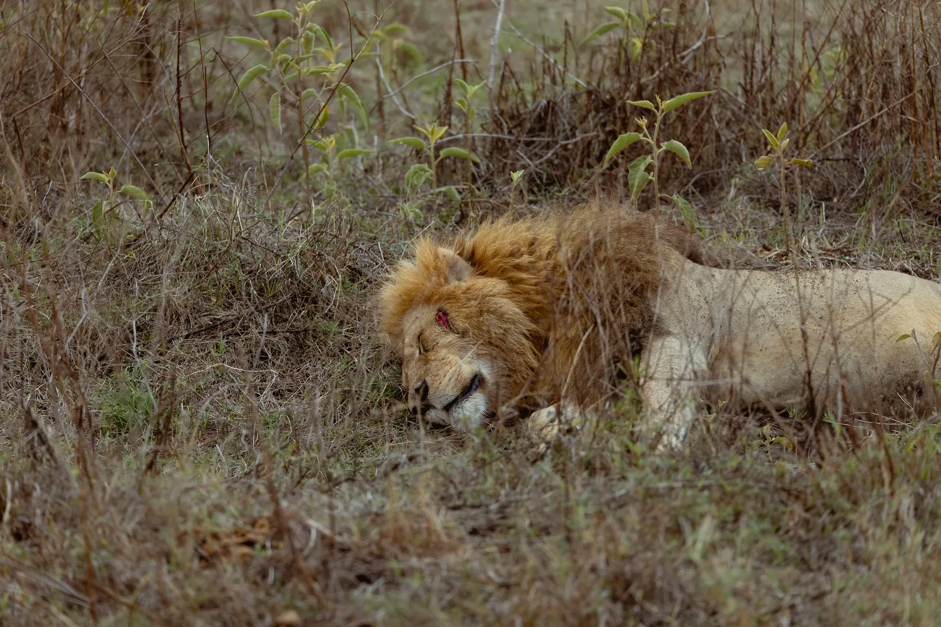 Ruaha National Park Game Drive and Night Game Drive scenery