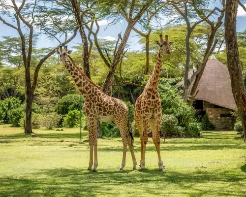 Masai Mara Sopa Lodge exterior