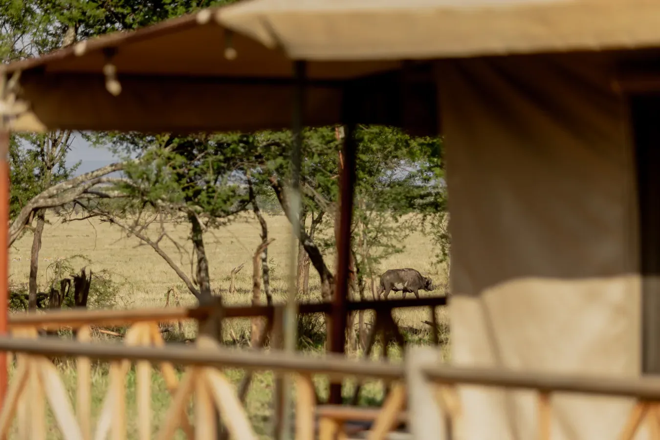 View of Enkirari Wilderness Camp in Central Serengeti