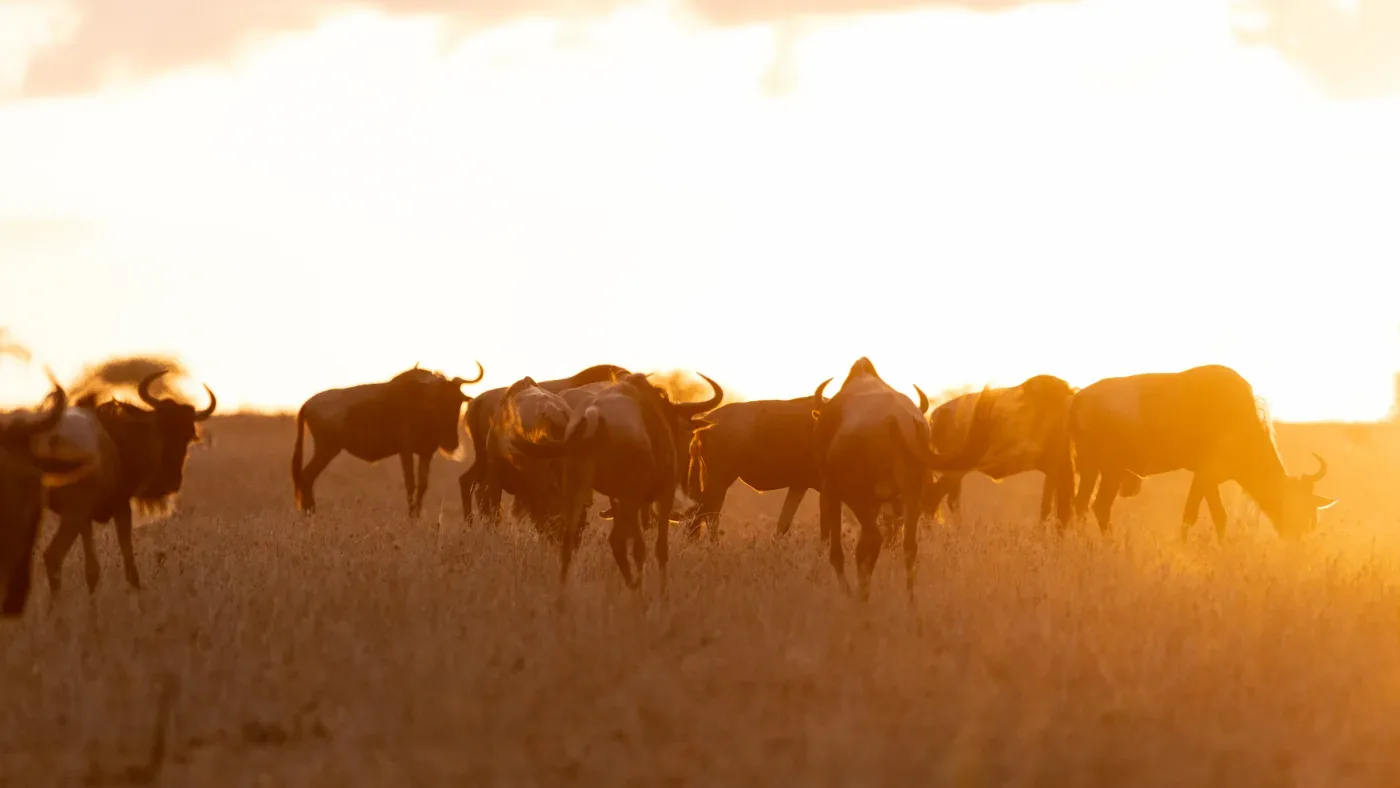 View of Enkutoto Migration Camp in Seasonal: Kogatende / Northern Serengeti and Ndutu / Southern Serengeti
