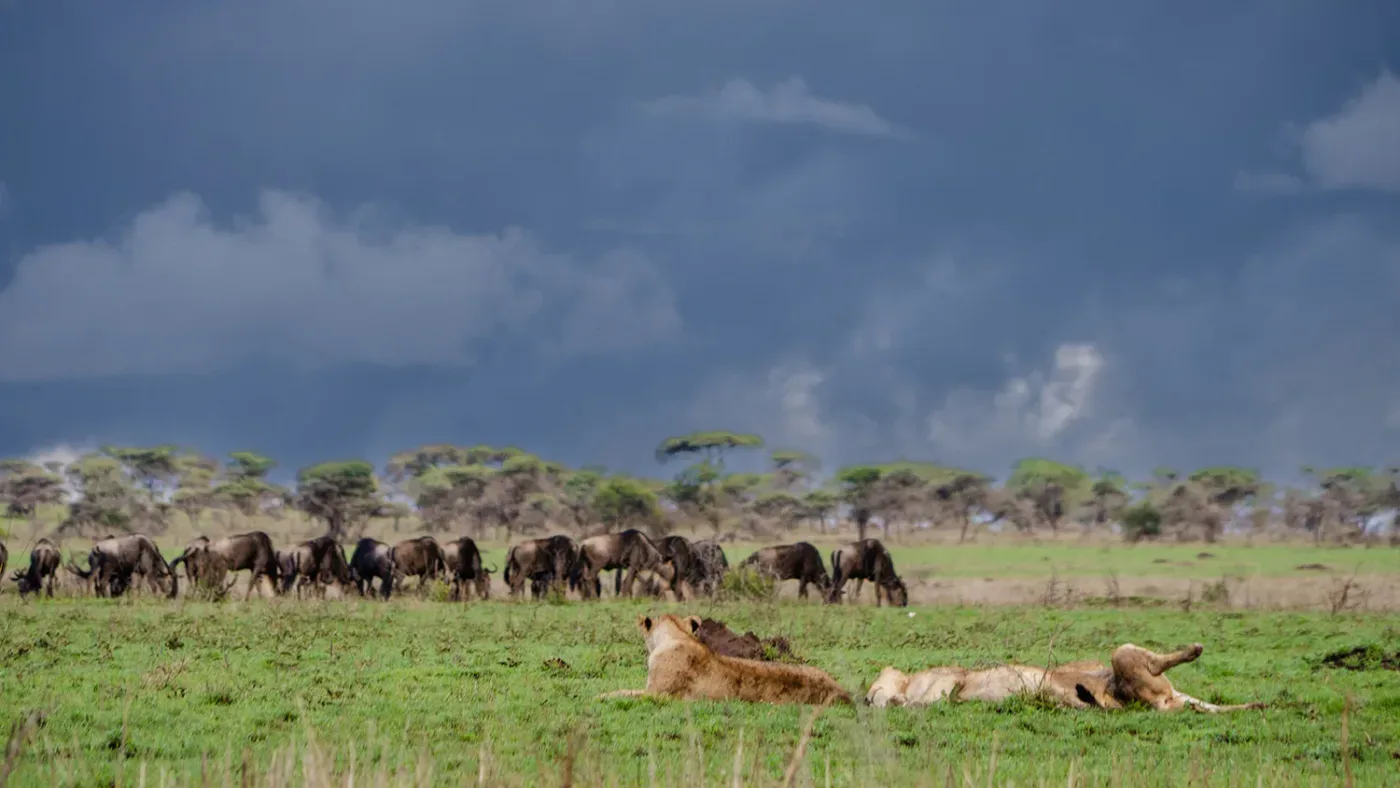 View of Enkutoto Migration Camp in Seasonal: Kogatende / Northern Serengeti and Ndutu / Southern Serengeti