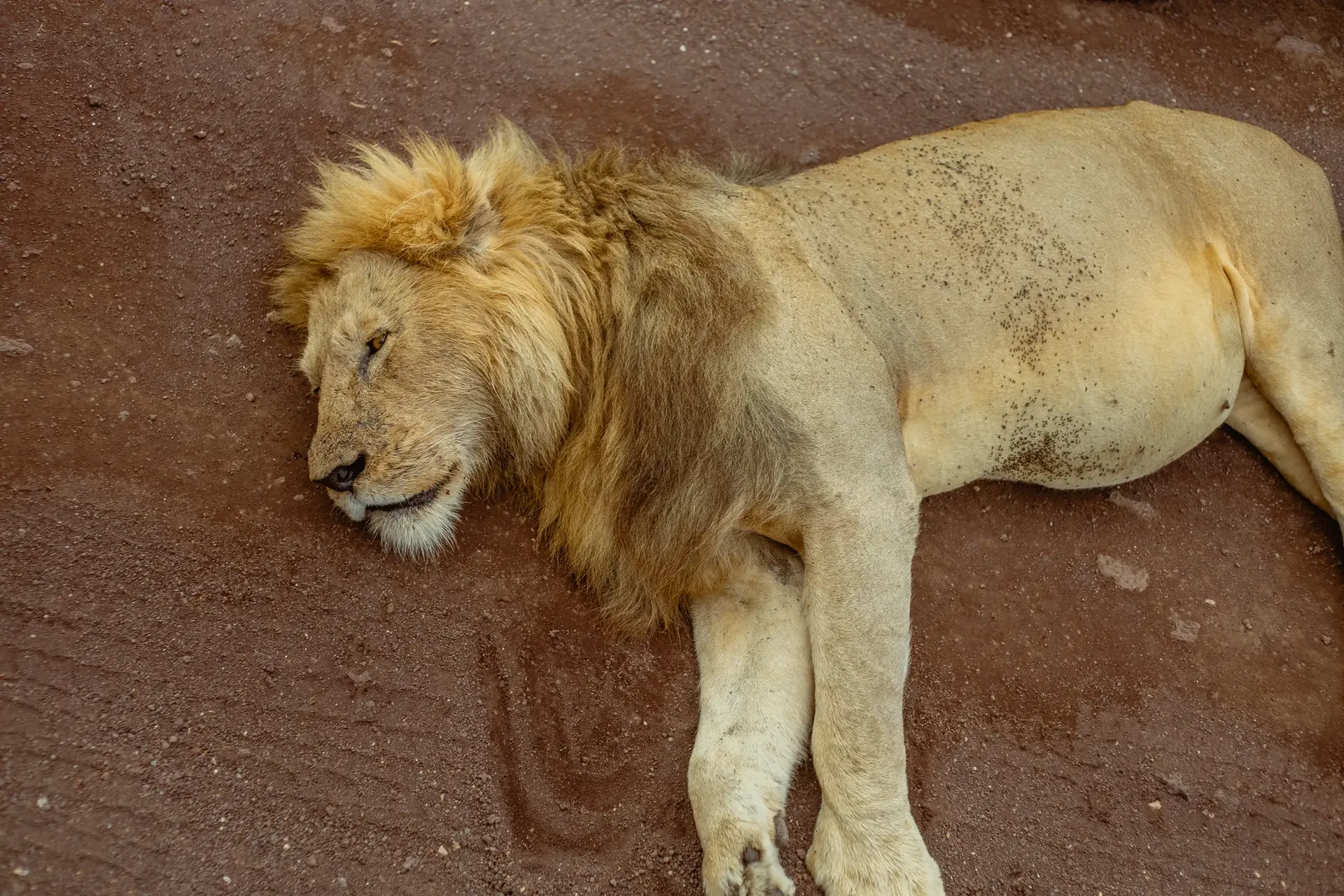 7 Days Migration Safari