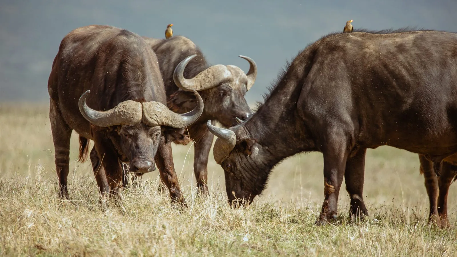 Wildlife landscape used for planning a Tanzania safari