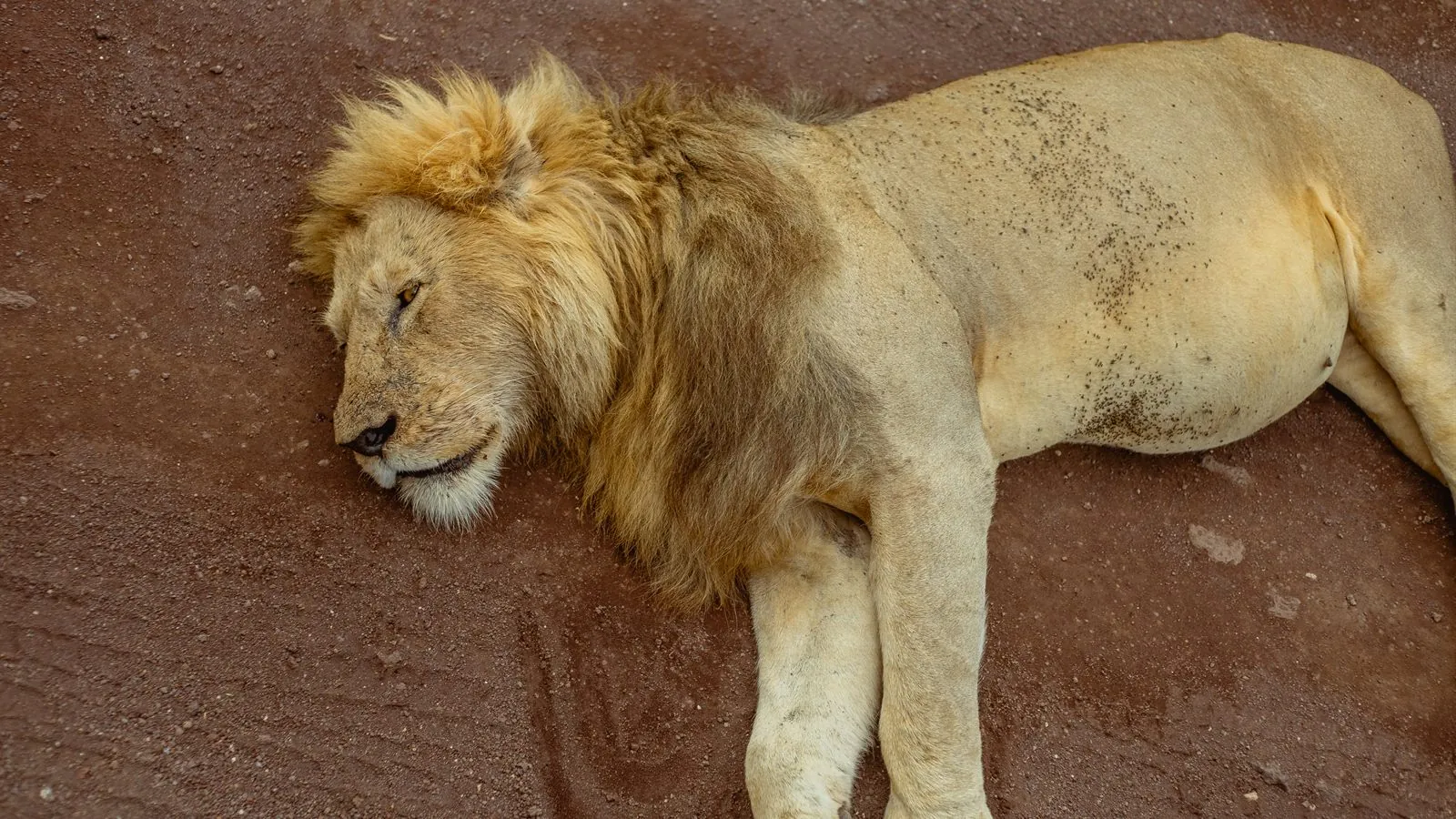 Safari preparation landscape