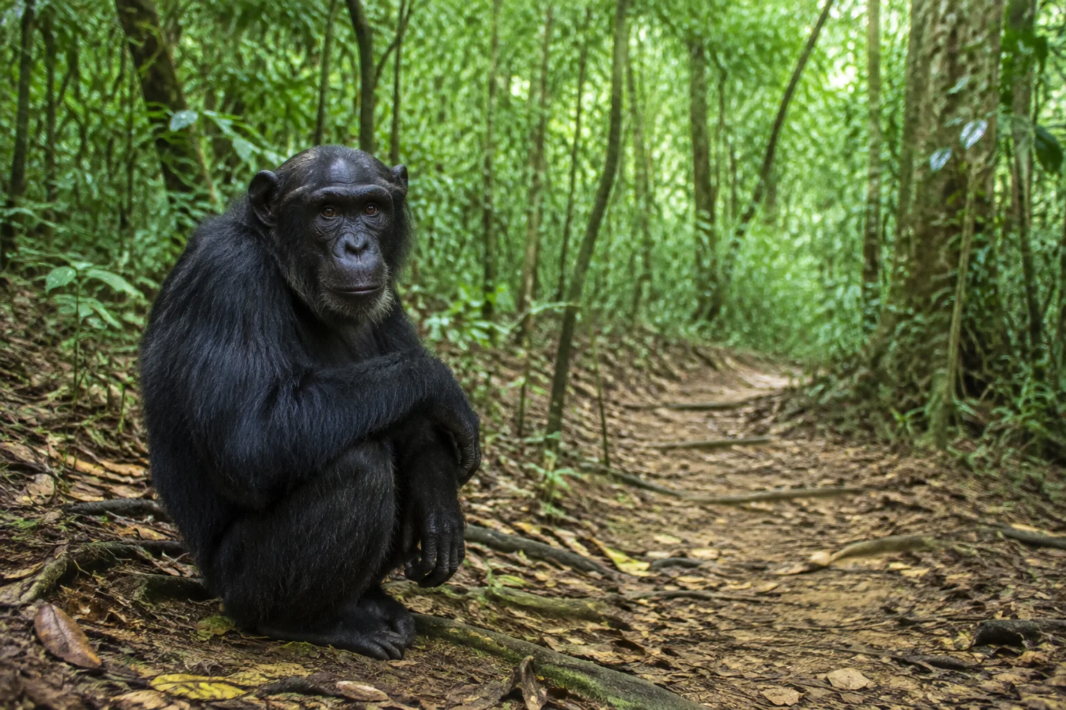 Chimpanzees together in western Tanzania