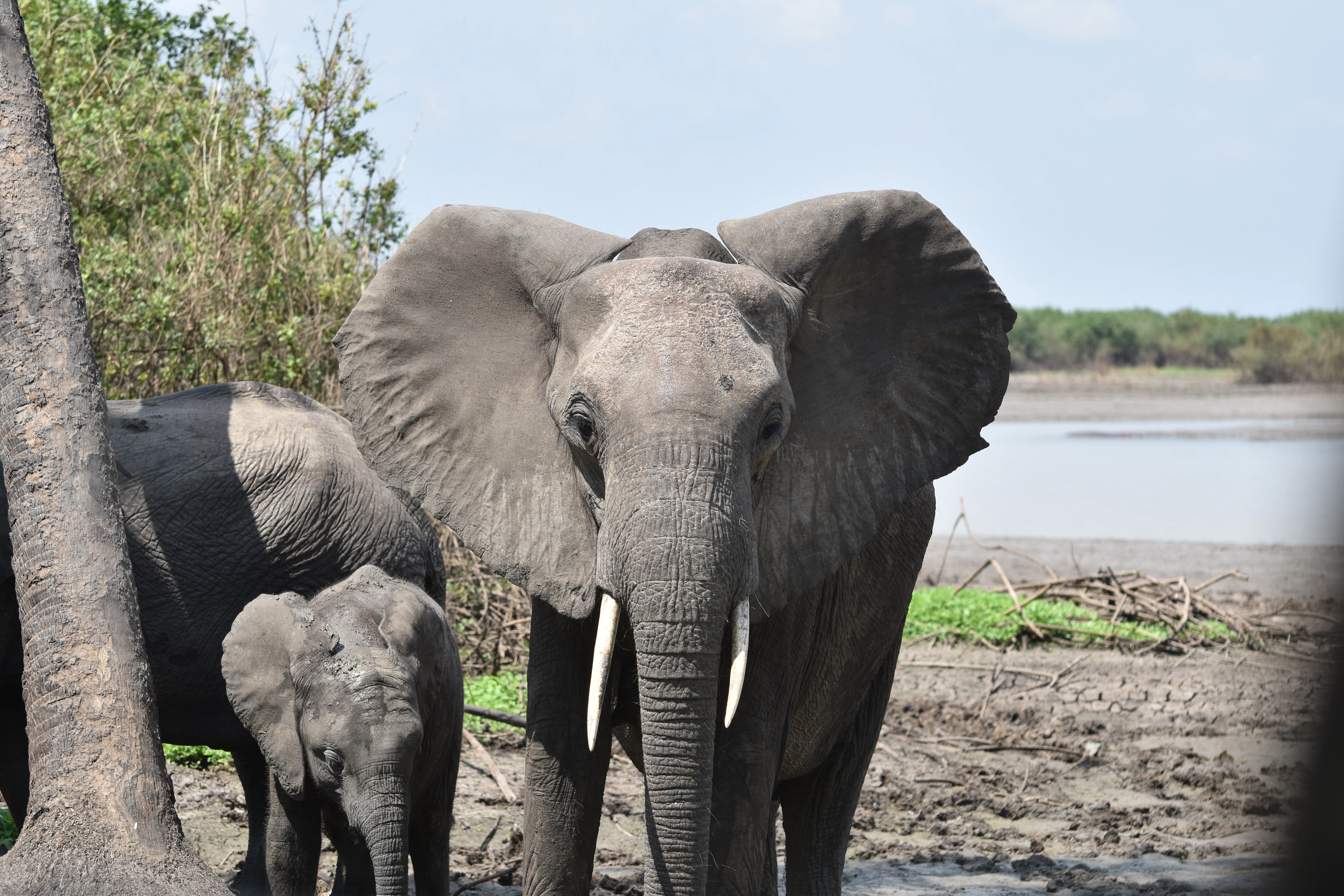African wildlife gathered on the plains of Tanzania