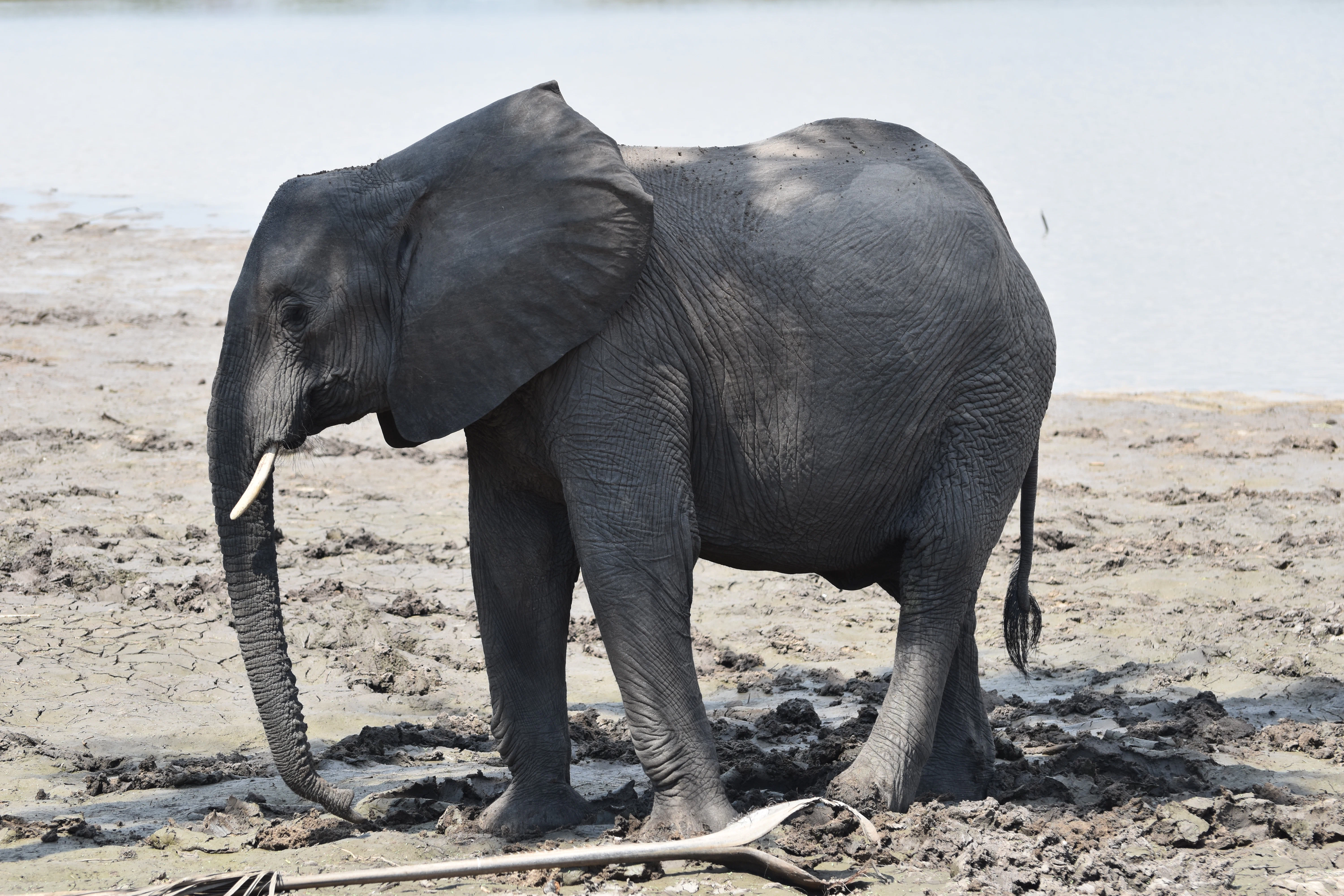 Tanzania wildlife attraction
