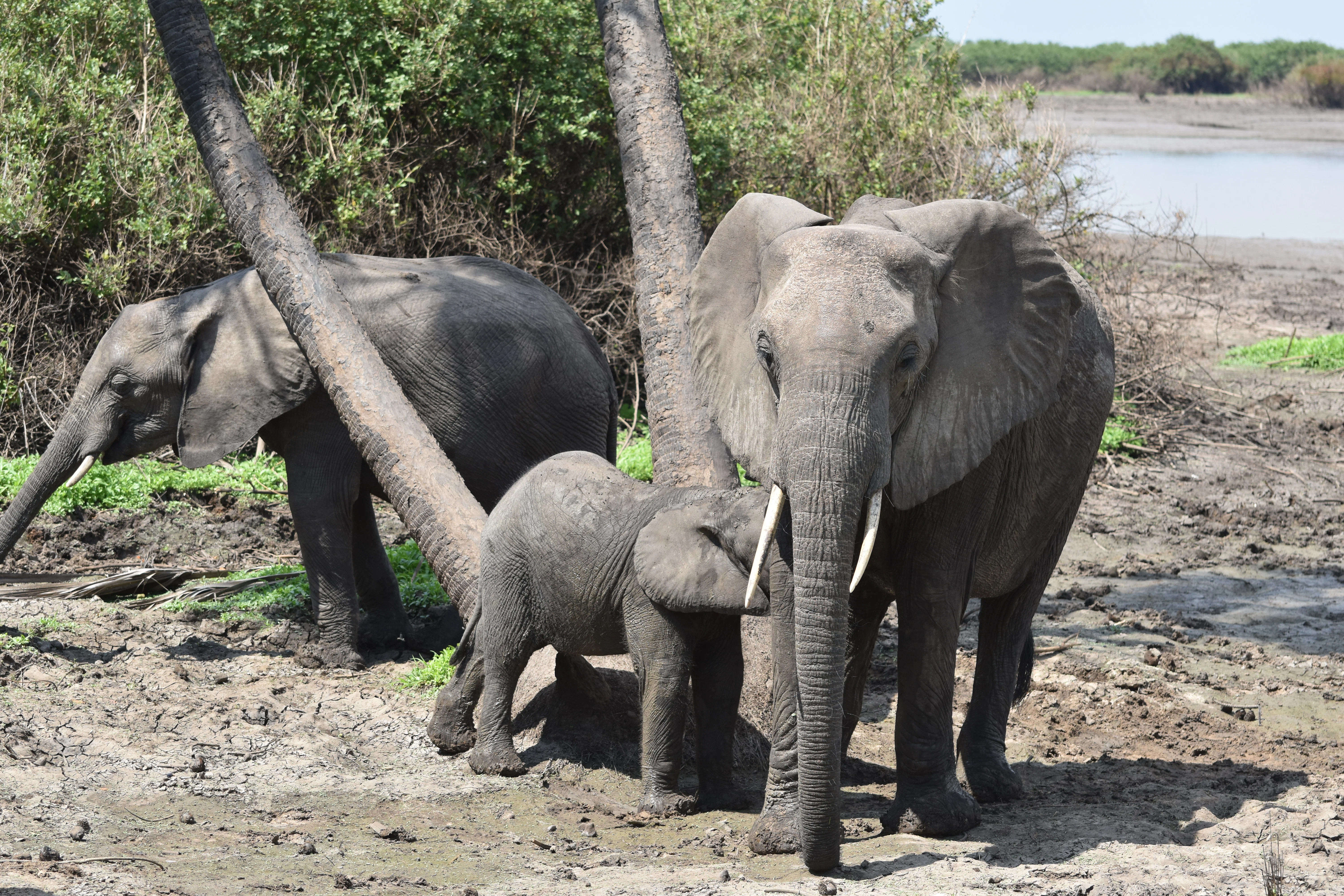 Tanzania wildlife landscape representing the country’s tourism experiences