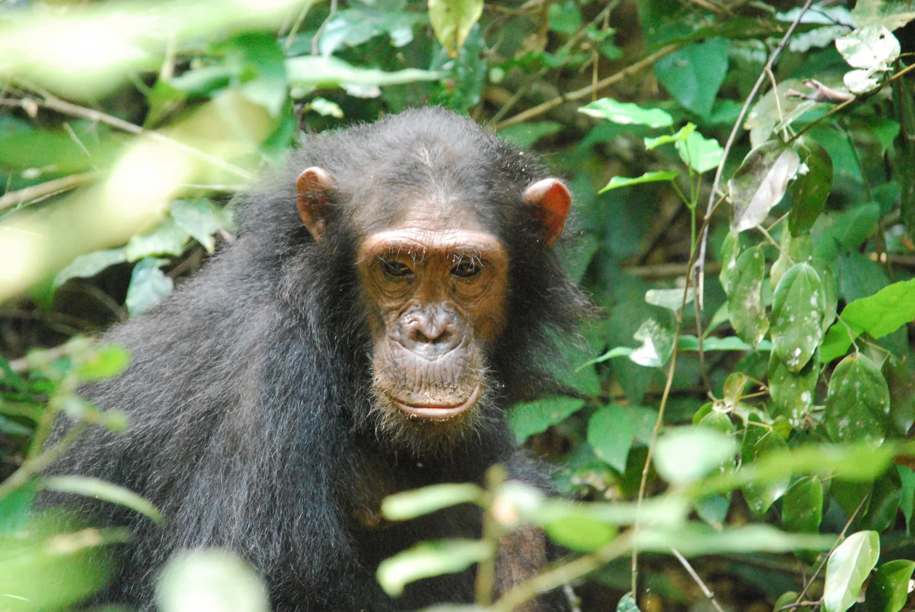 Chimpanzee in Mahale mountain forest