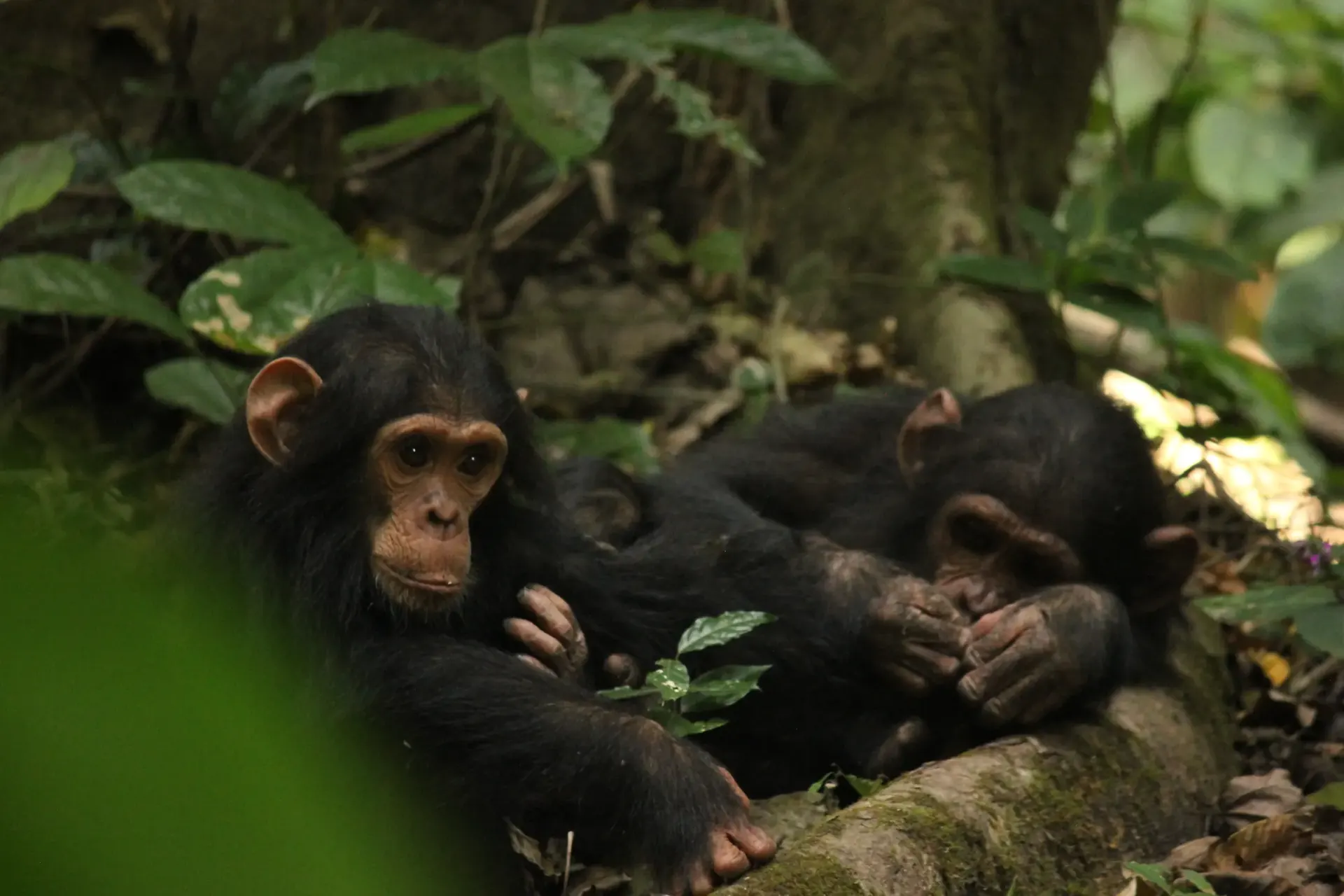 Chimpanzees in Gombe Stream National Park