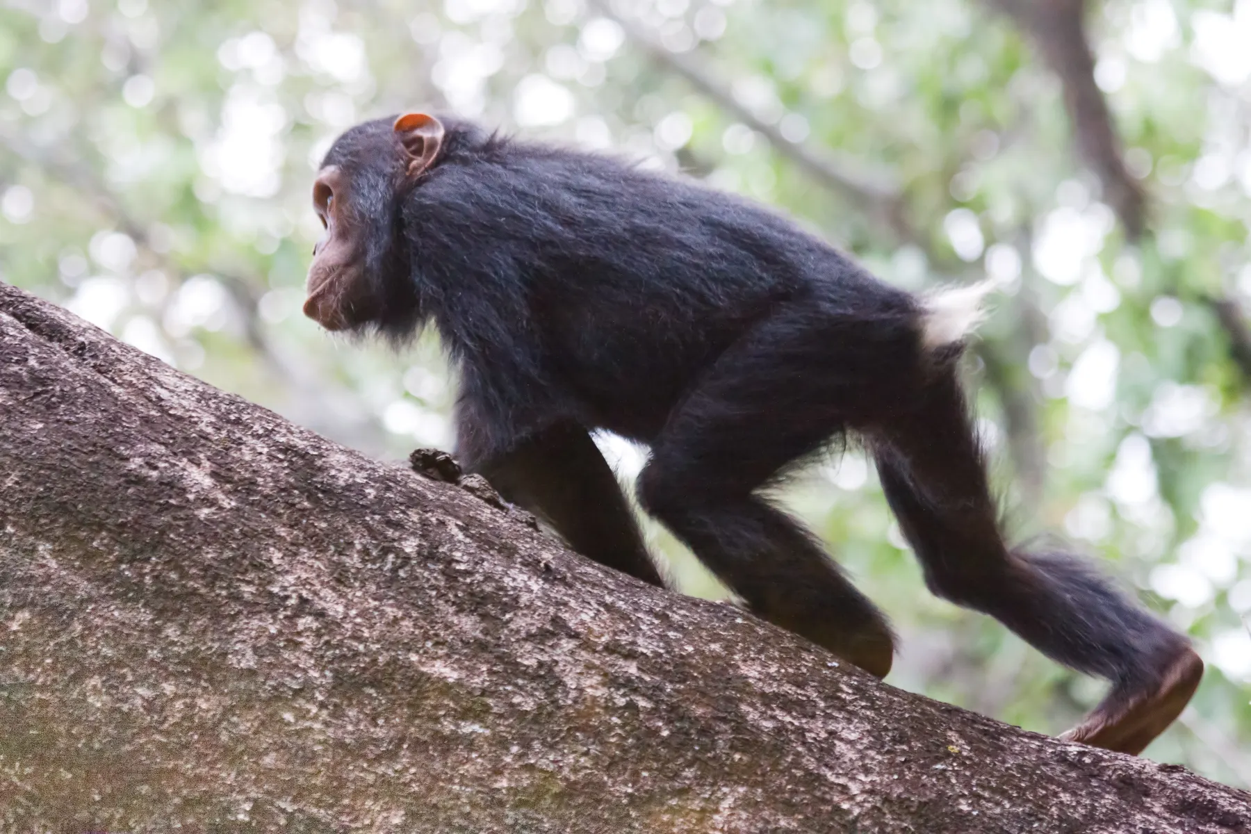 3 Day Gombe Chimpanzee Trekking