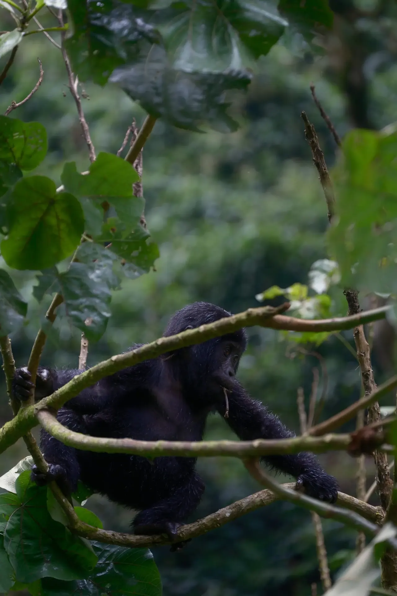 Mountain gorilla beneath the forest canopy
