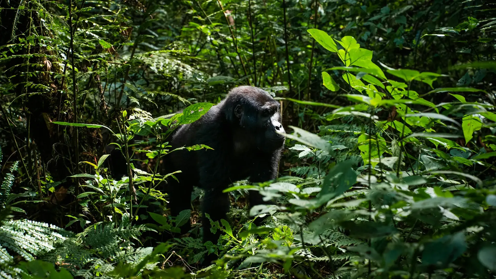 Mountain gorilla resting in dense vegetation