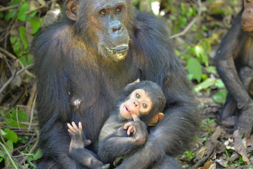 Chimpanzee in Gombe forest