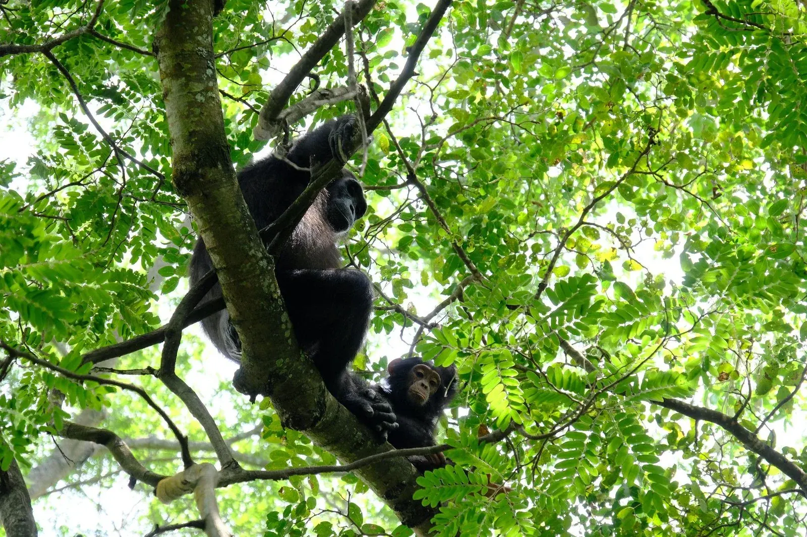 Chimpanzee habitat beside the Mahale accommodation area