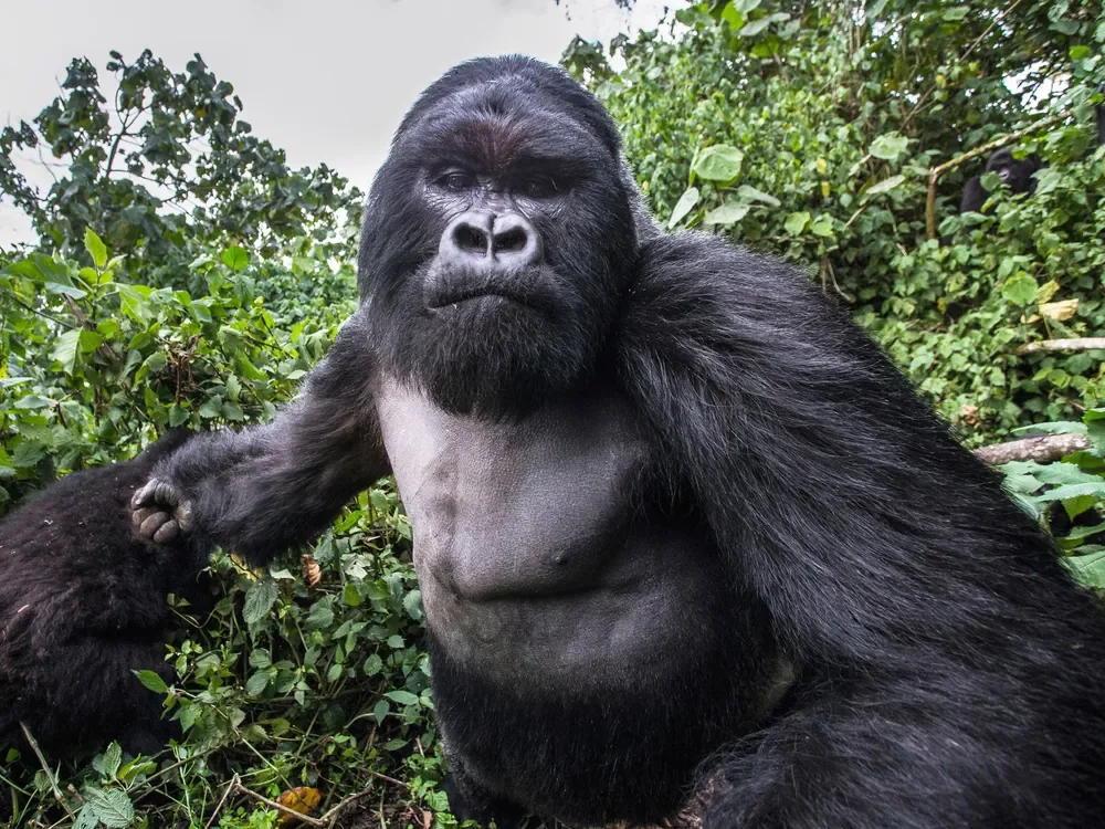 Mountain gorilla during a ranger-led trek in Volcanoes National Park