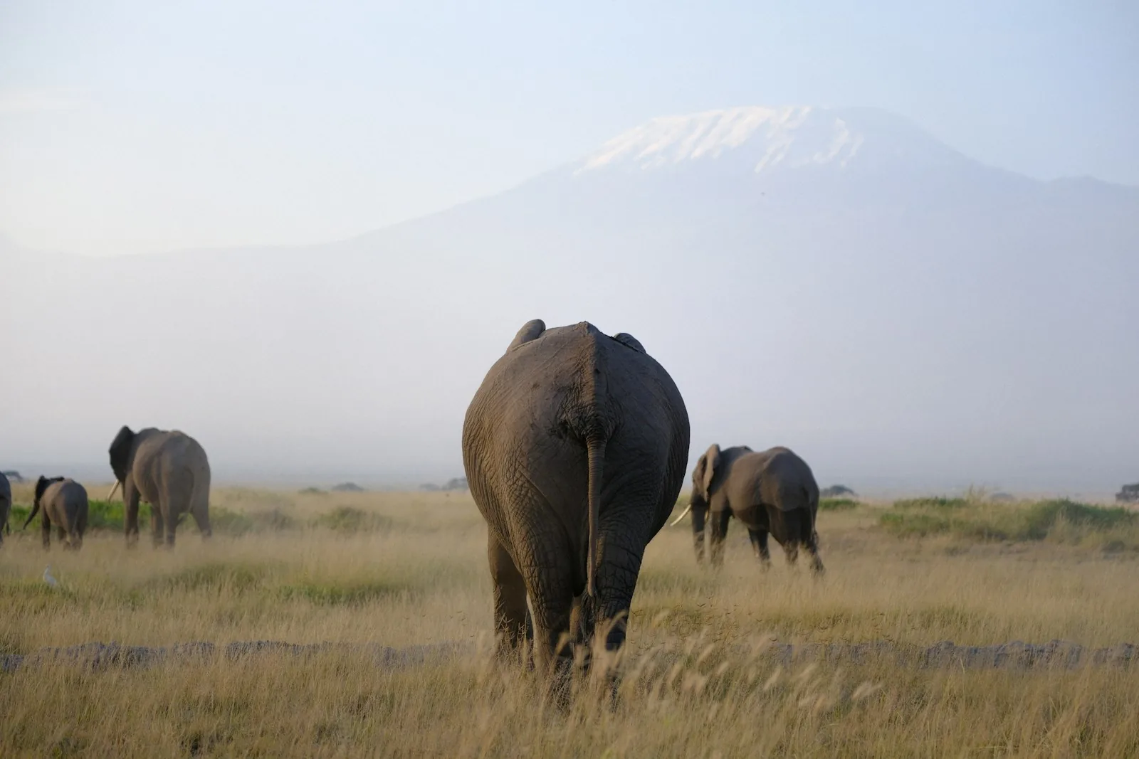 Day 1: Nairobi to Amboseli National Park