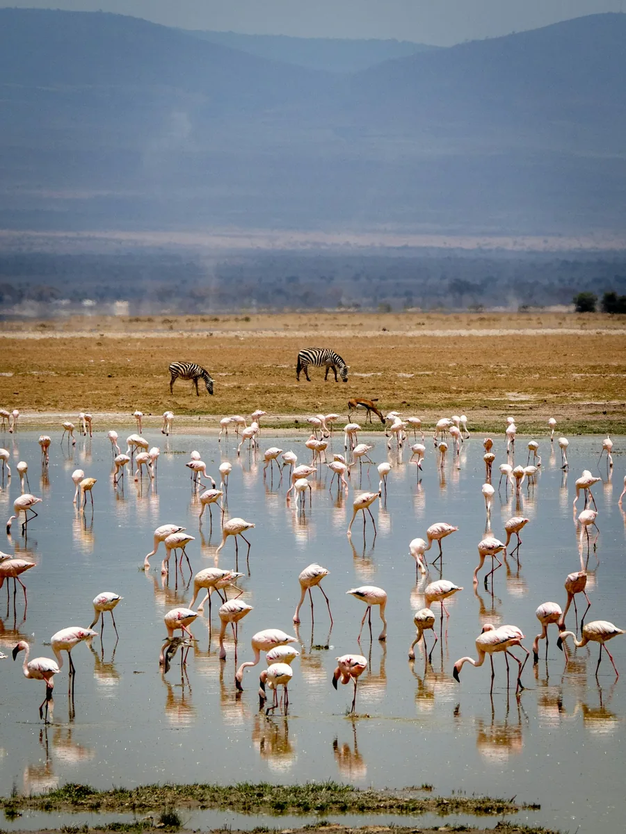 Day 3: Amboseli/ Lake Naivasha