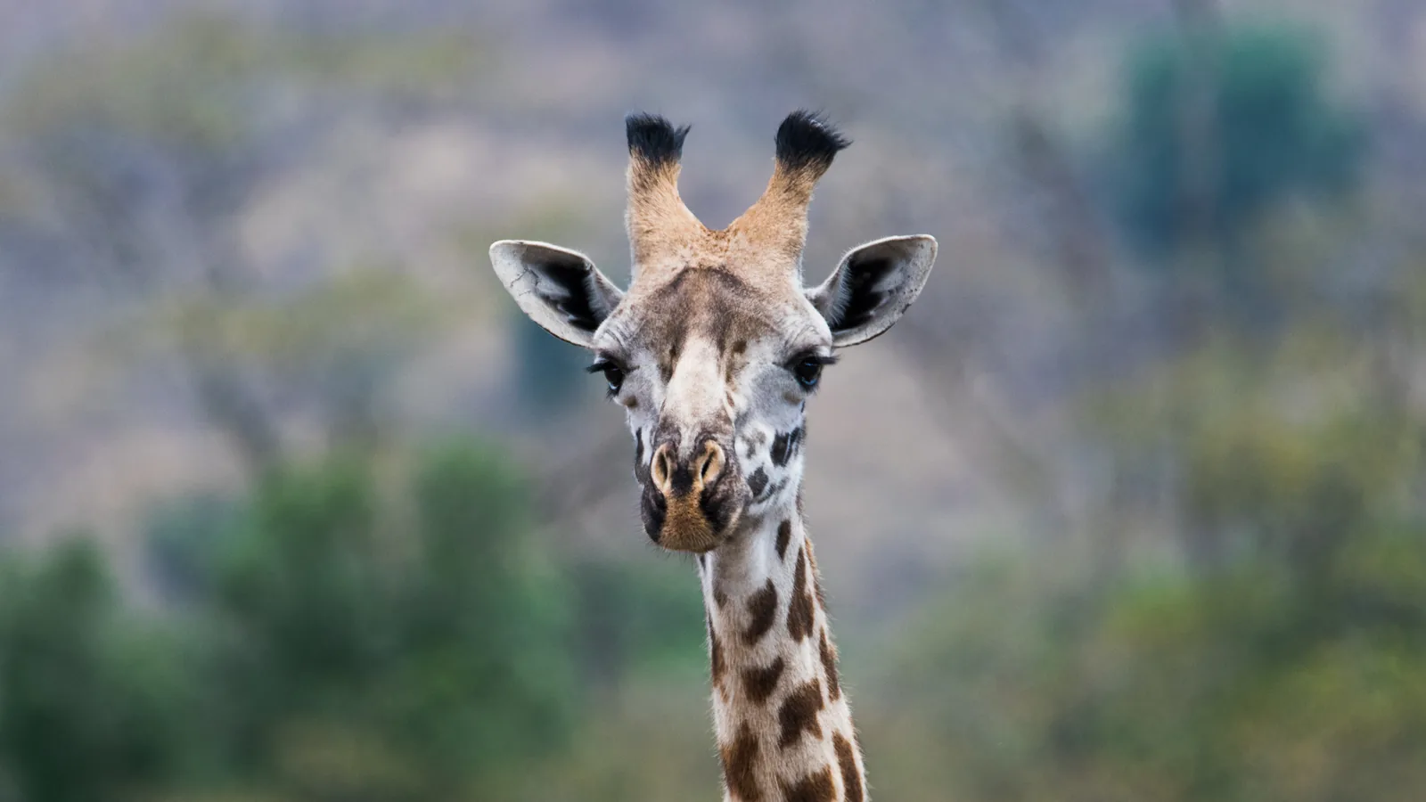 Giraffe in Arusha National Park, Tanzania