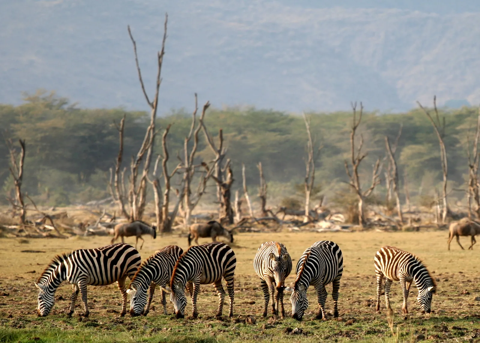 Lake Manyara National Park Full Day Green Mountain Lodge