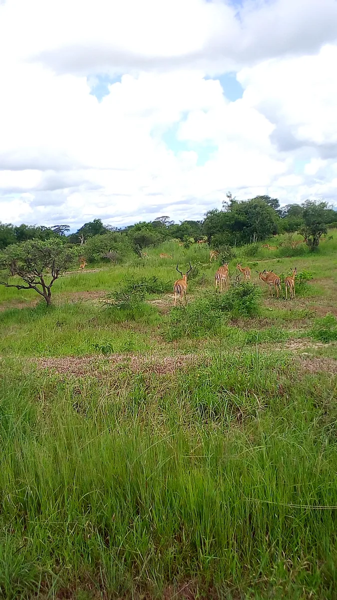 Game Drive in Mikumi National Park
