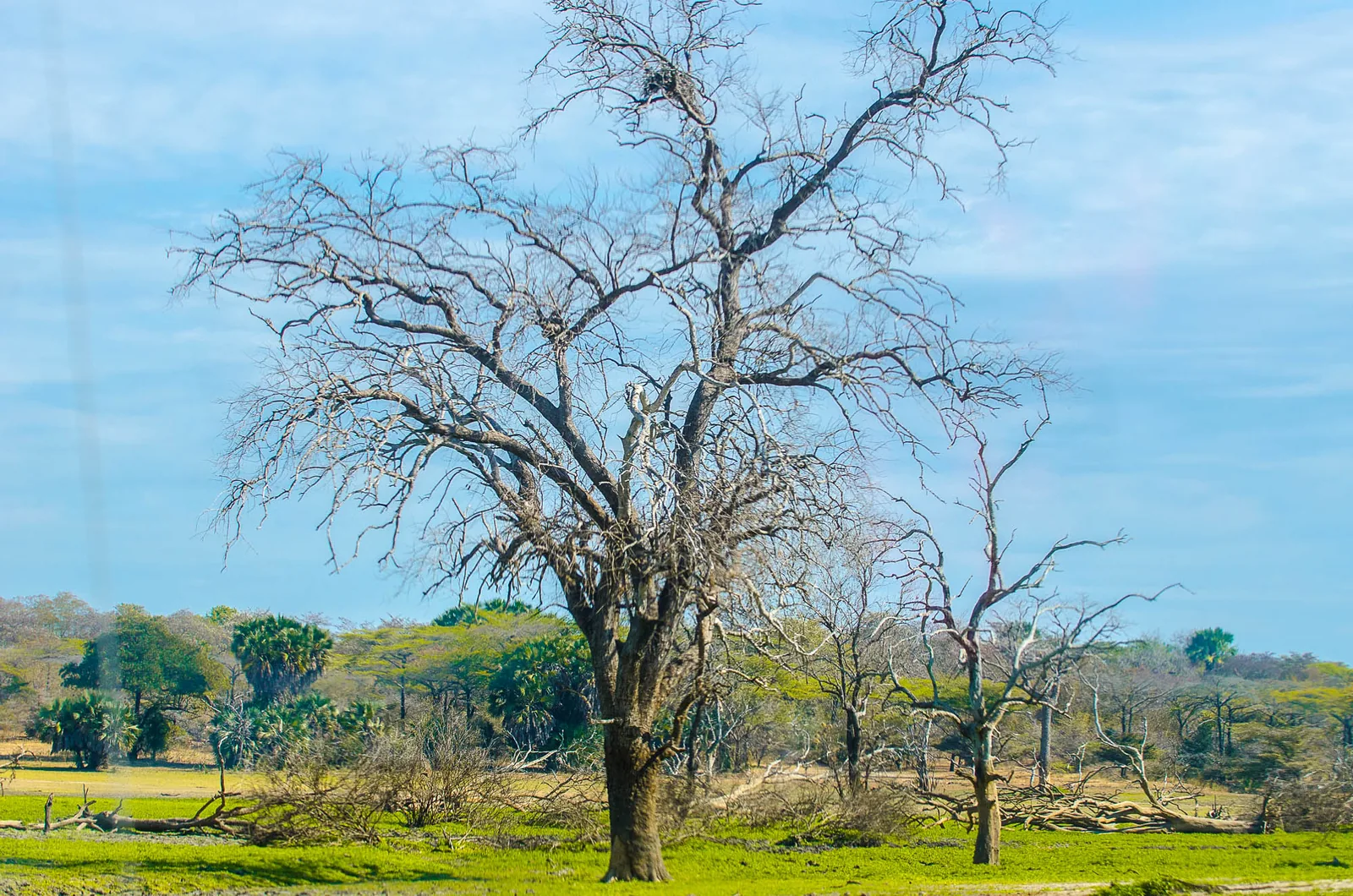 Dry seasonal Tanzania landscape with open sky