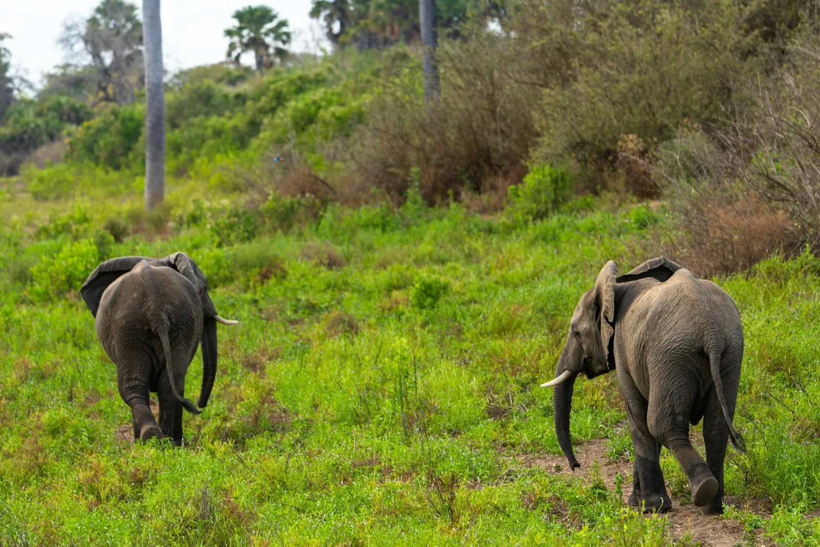 Day 1: Game Drive + Boat Trip to Rufiji River