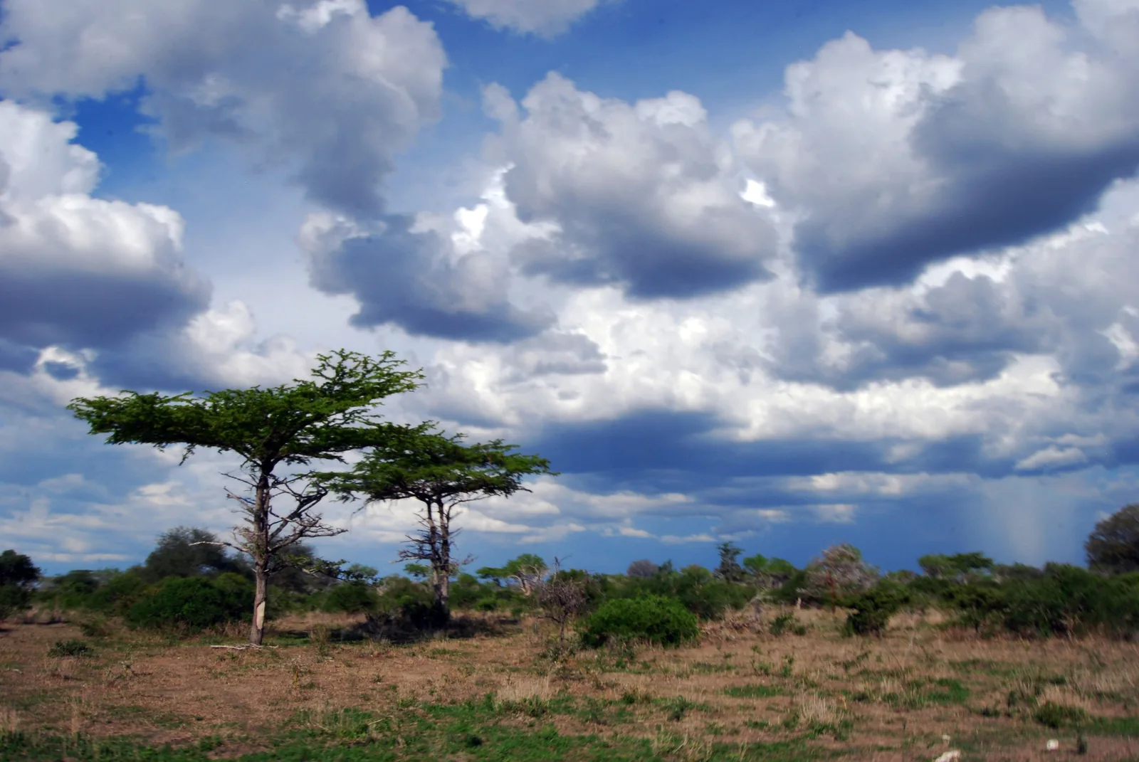 Day 2: Nyerere Game Drive.
