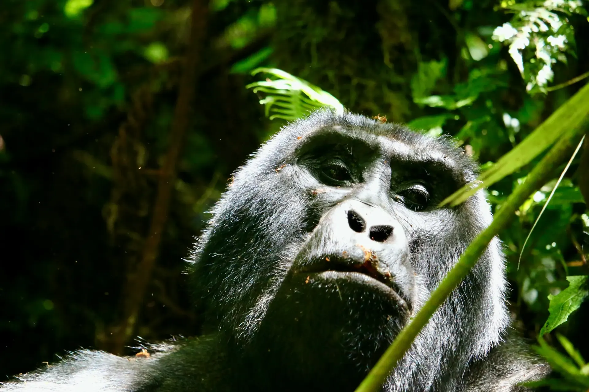 Gorilla trekking habitat in Volcanoes National Park