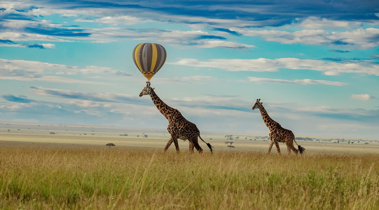 Giraffes walking beneath a Serengeti hot air balloon