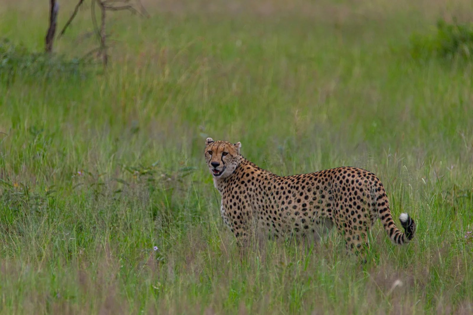 Cheetah standing in Serengeti grassland