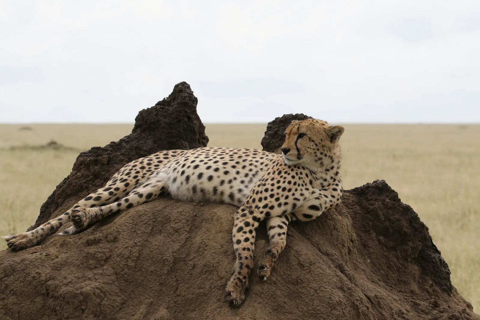 Cheetah resting on a Serengeti kopje