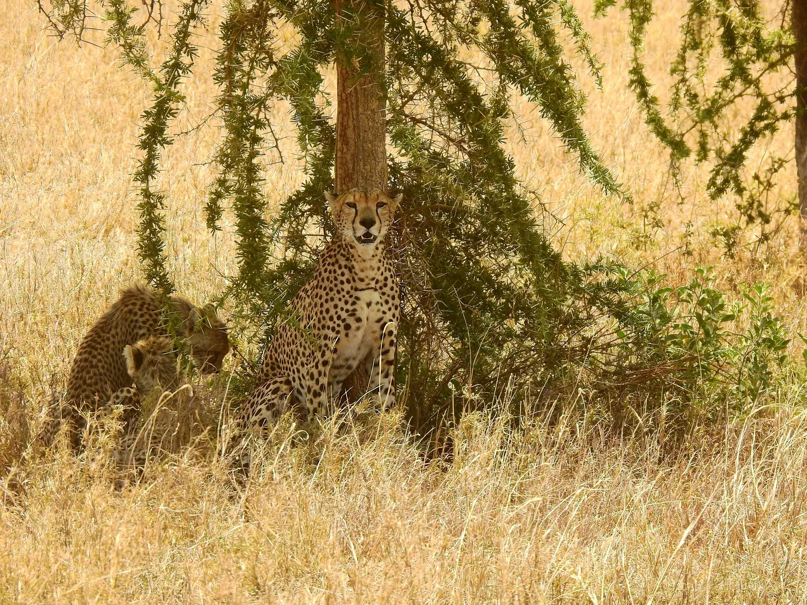 Cheetah on the Serengeti plains