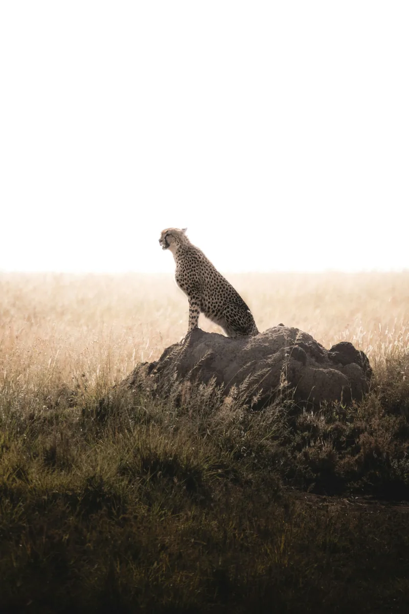 Cheetah on the Serengeti plains