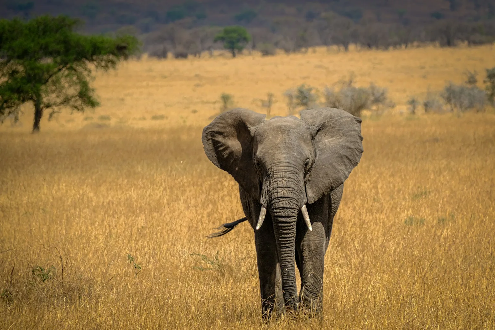Day 5: Full Day North Serengeti Game Drive