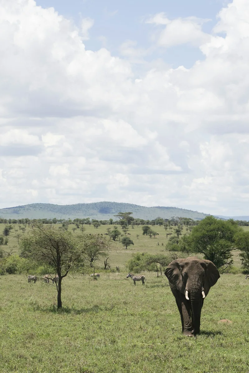 Day 4: Full Day North Serengeti Game Drive