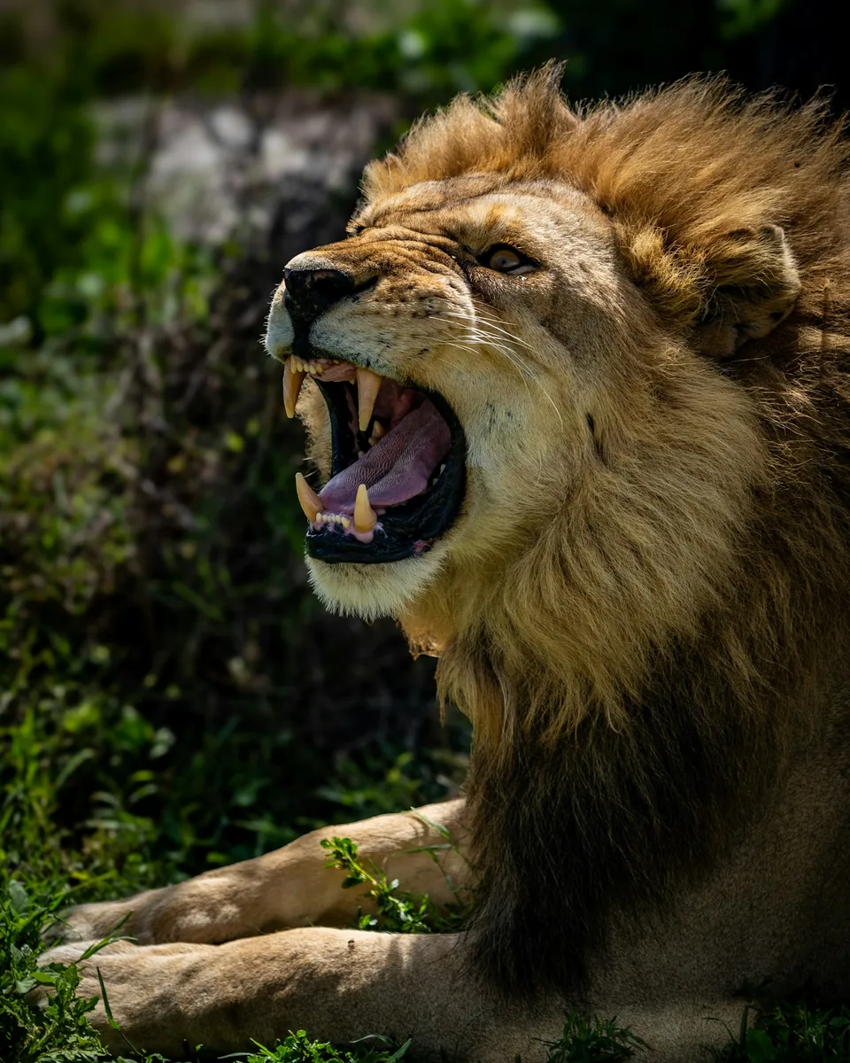 Lion in a Tanzania safari landscape