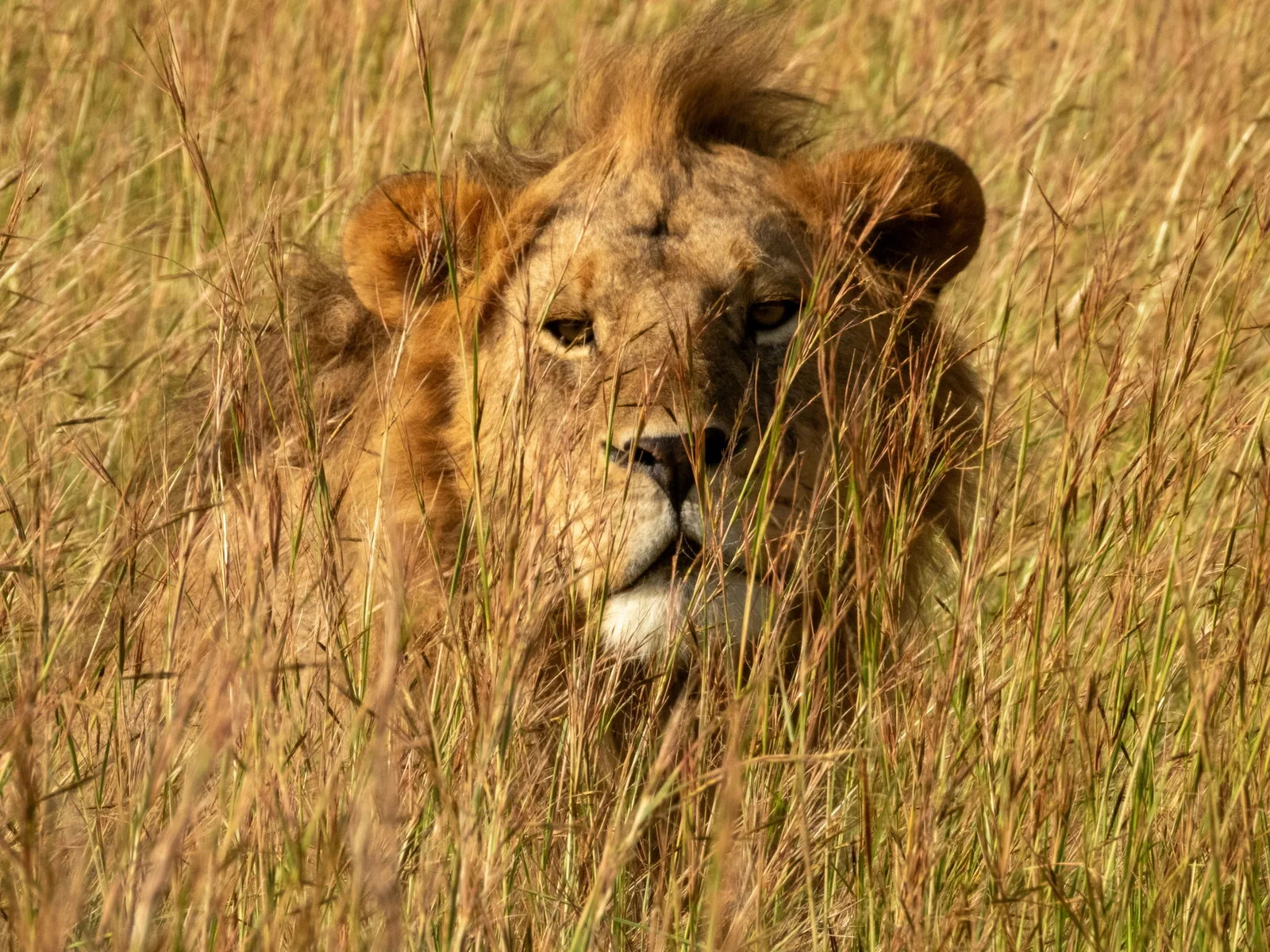 Serengeti wildlife safari scene